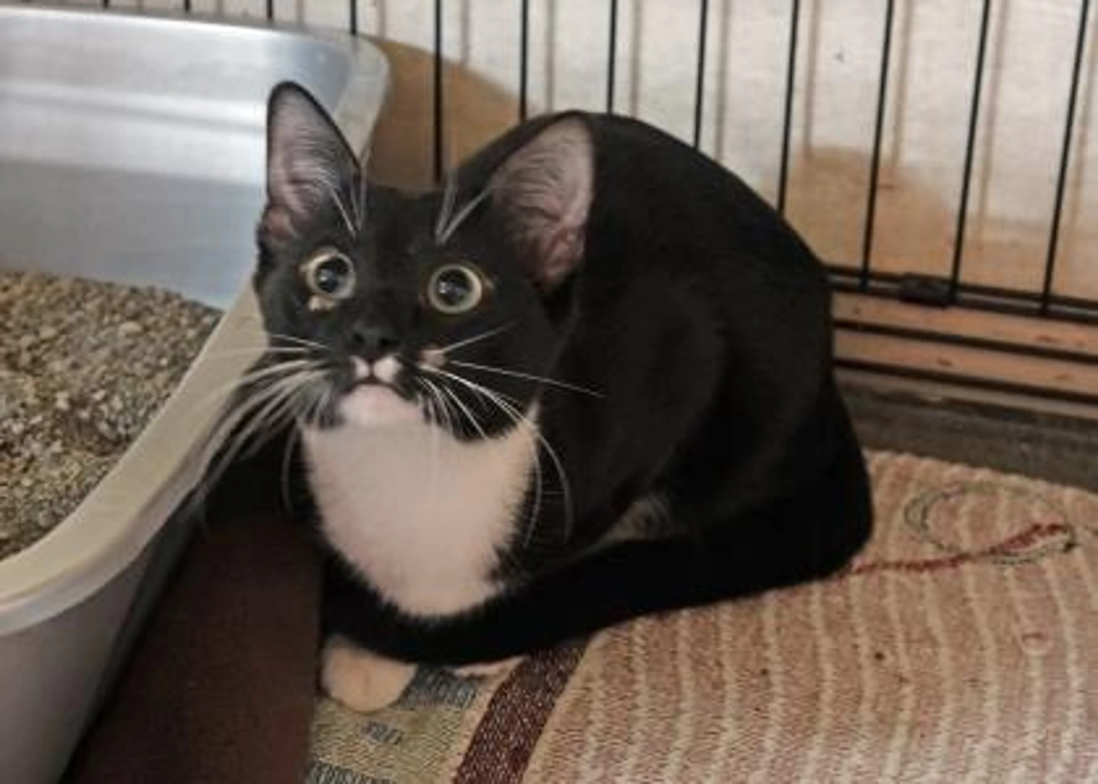 Found pet-1