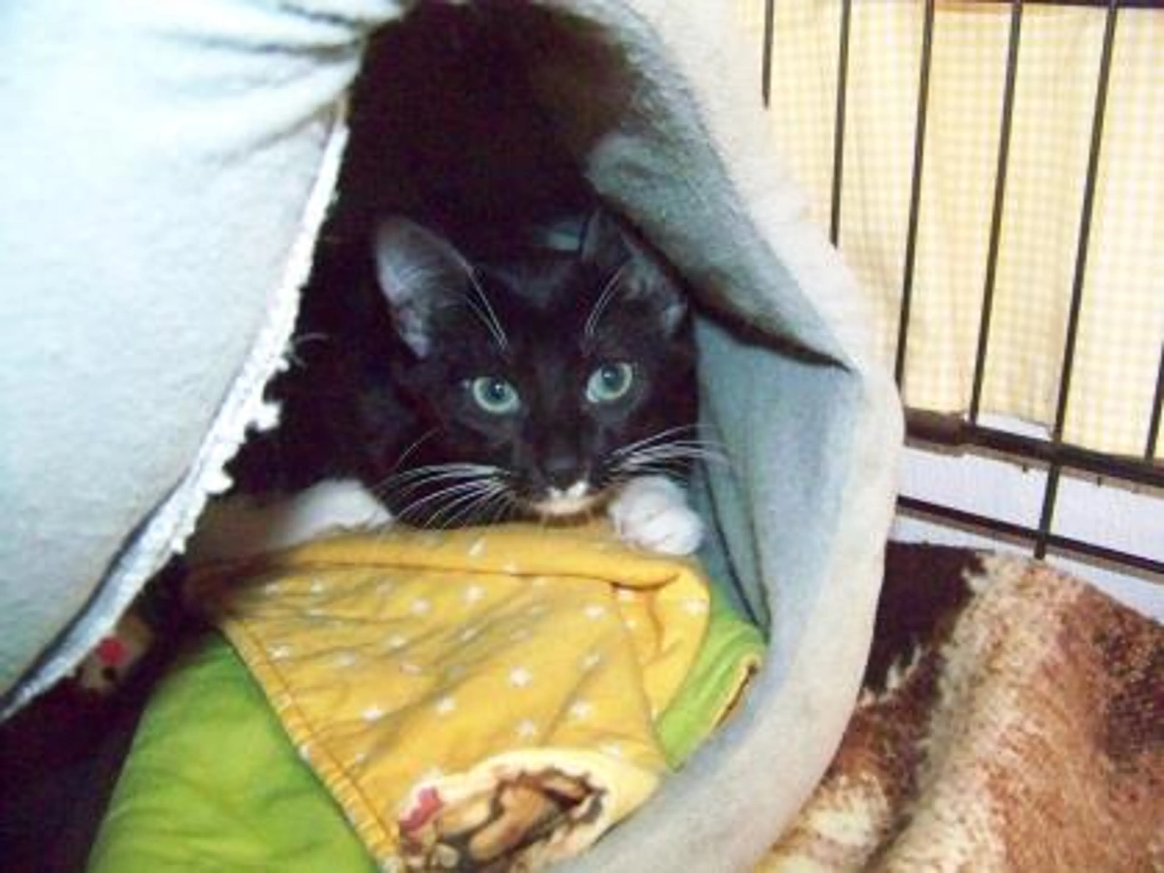 Found pet-2