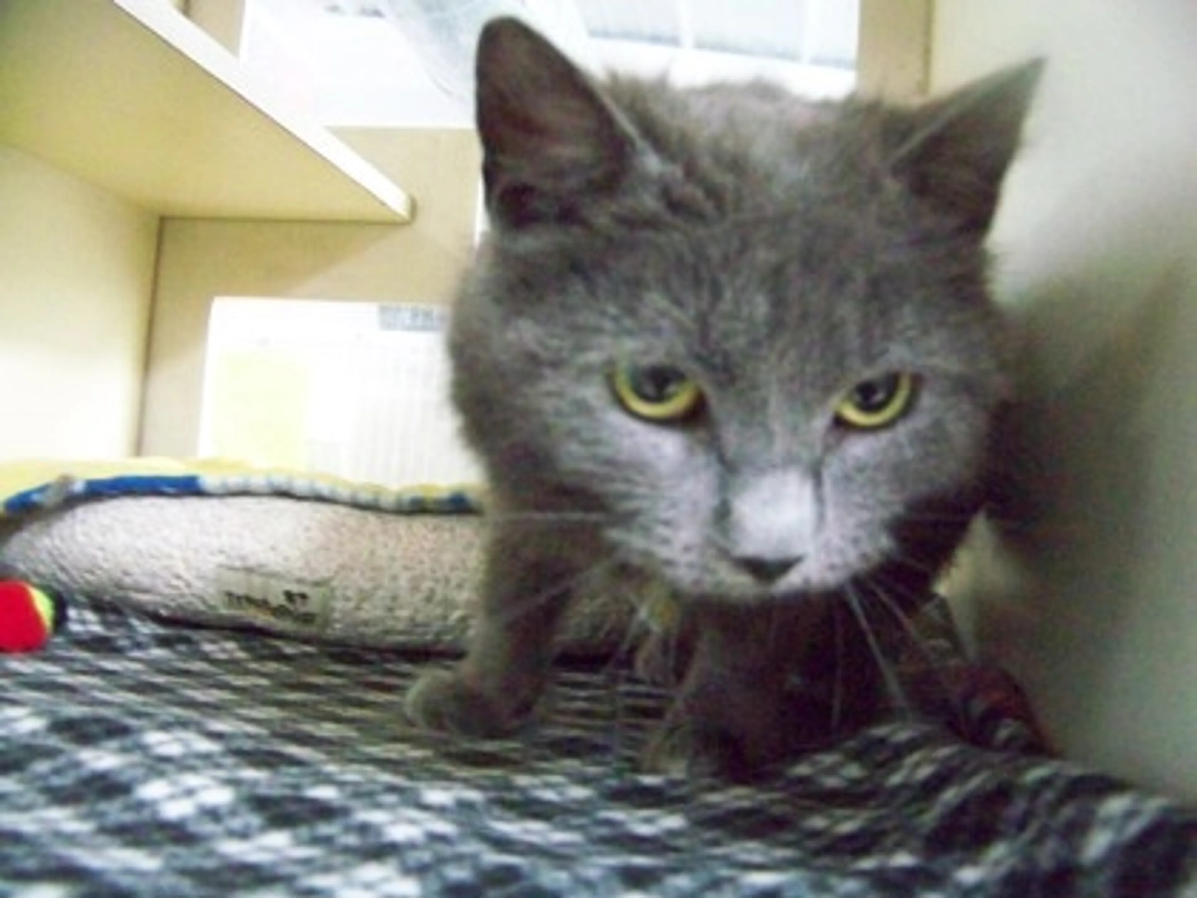 Found pet-1