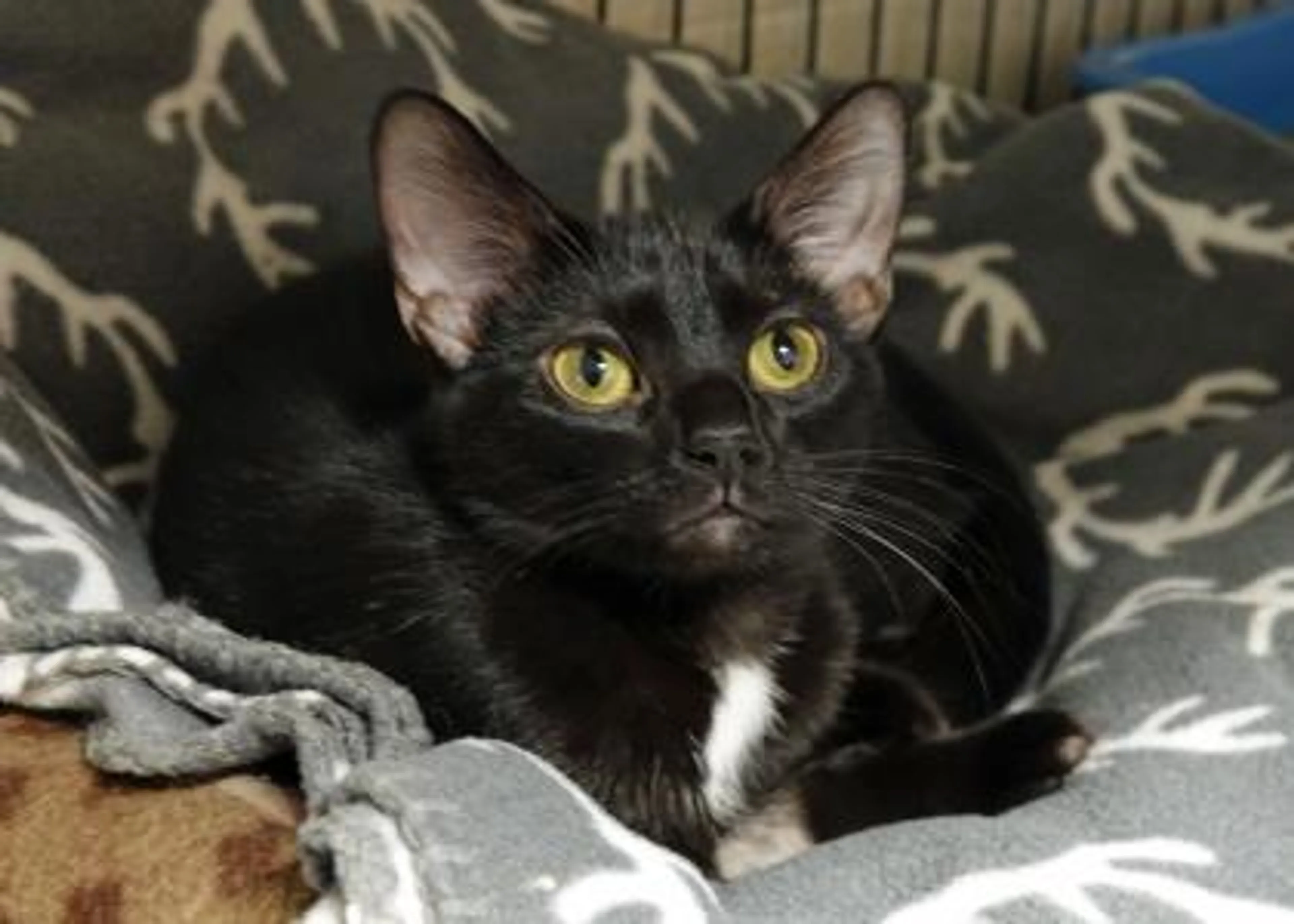 Found pet-2