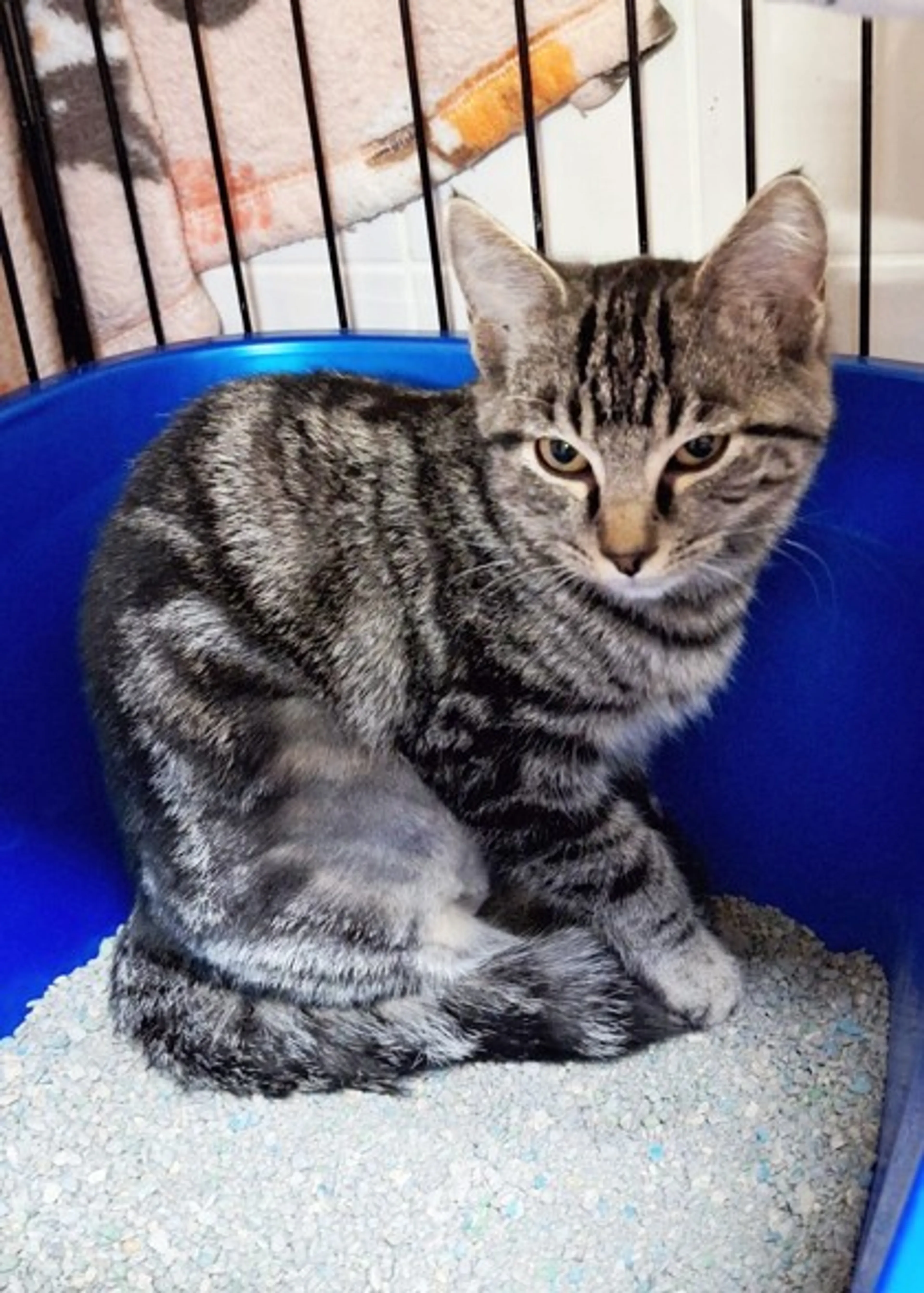 Found pet-1