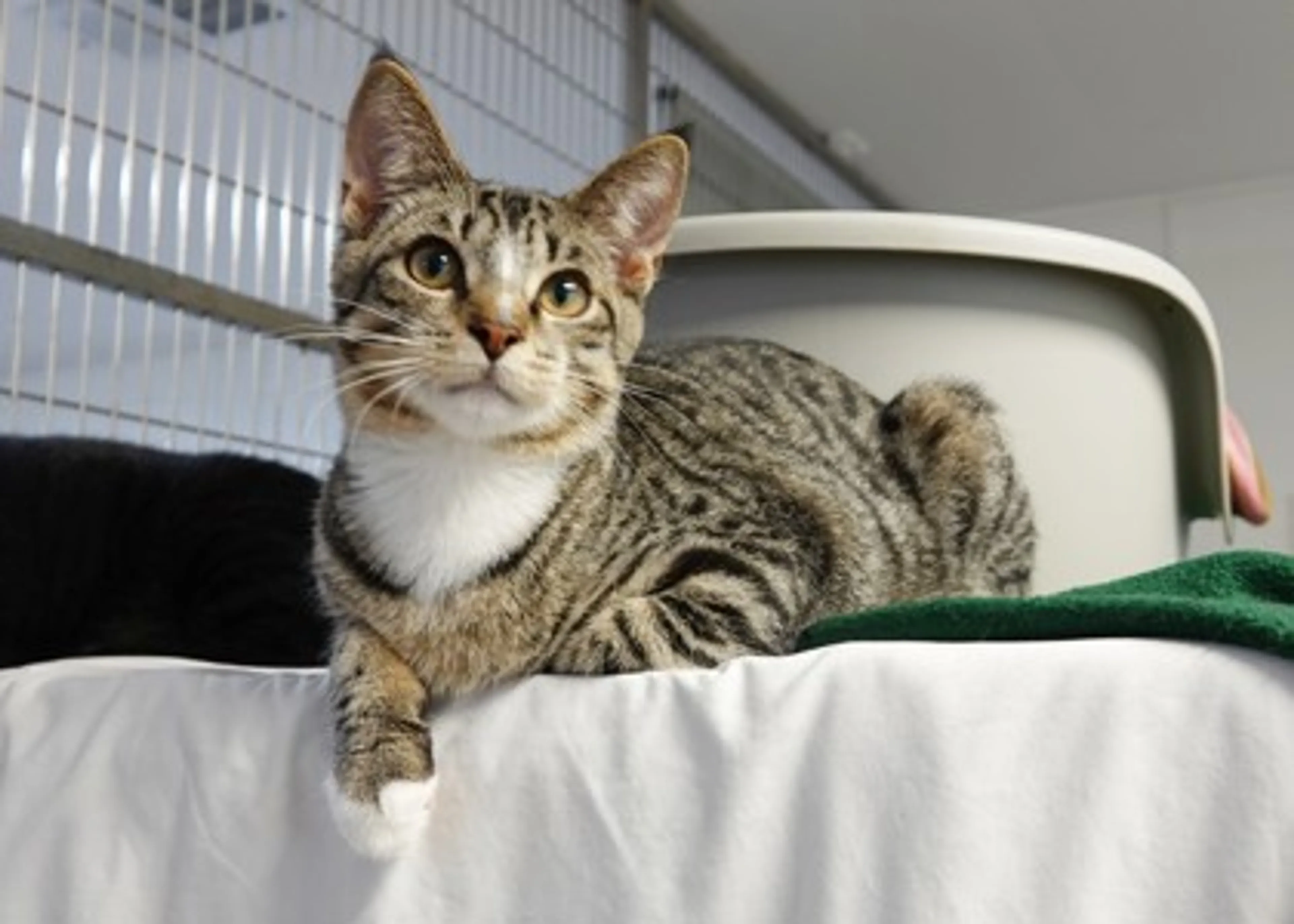 Found pet-2