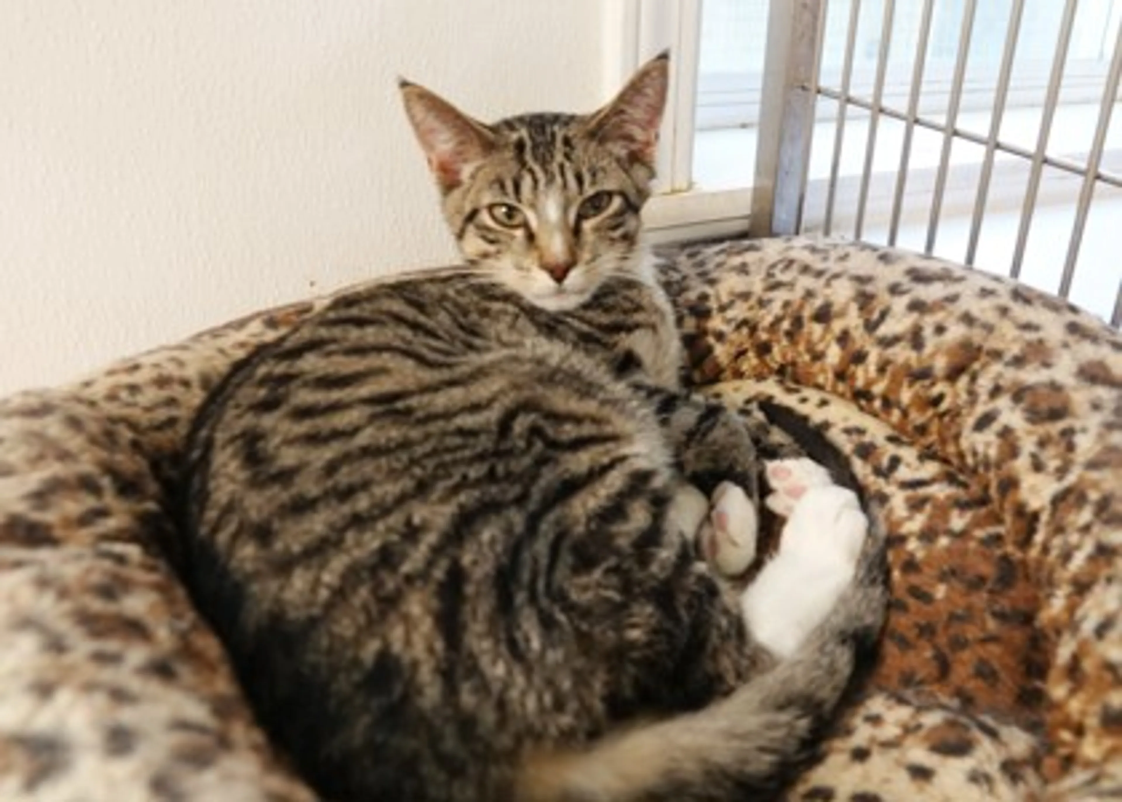 Found pet-1