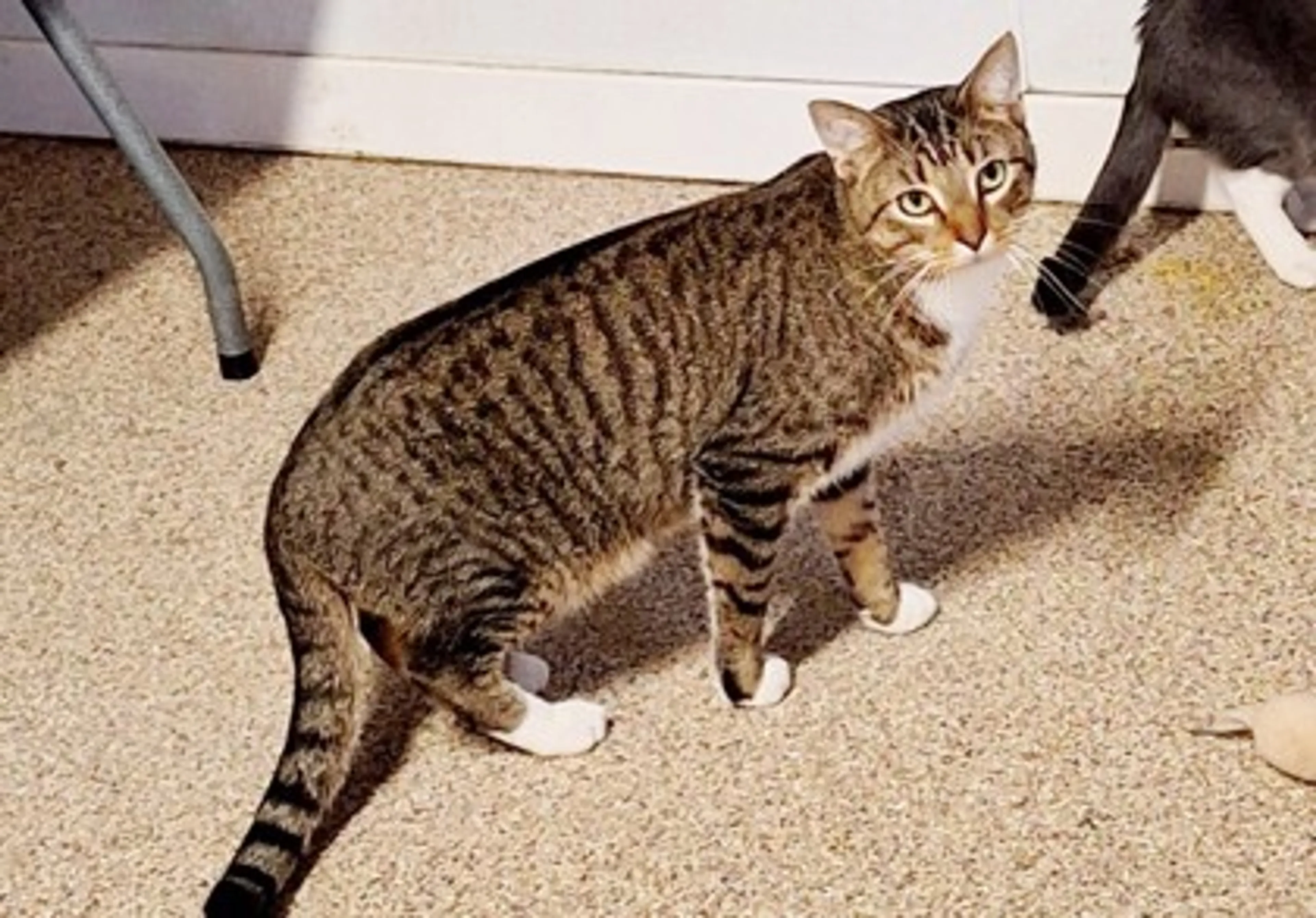 Found pet-0
