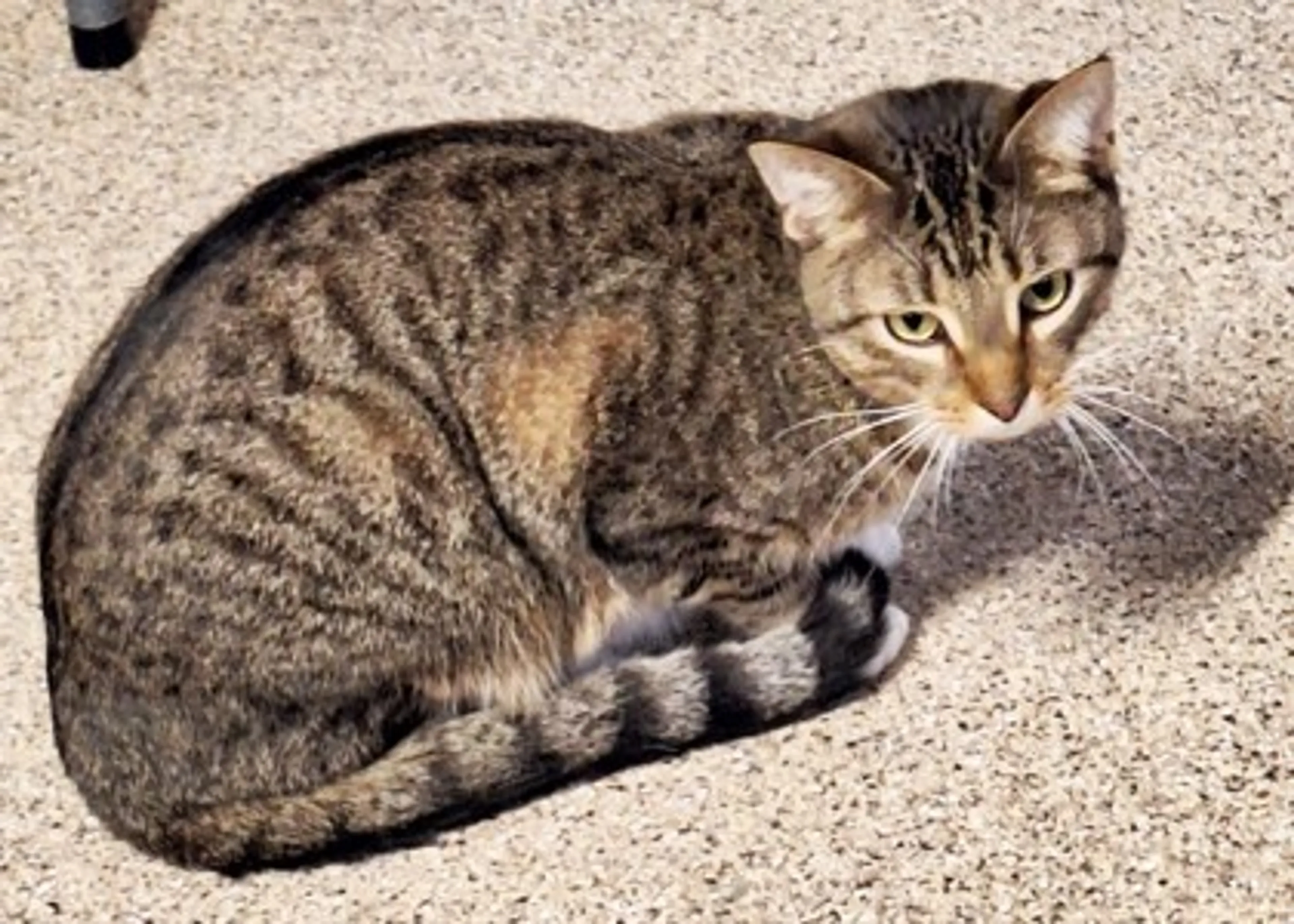 Found pet-2