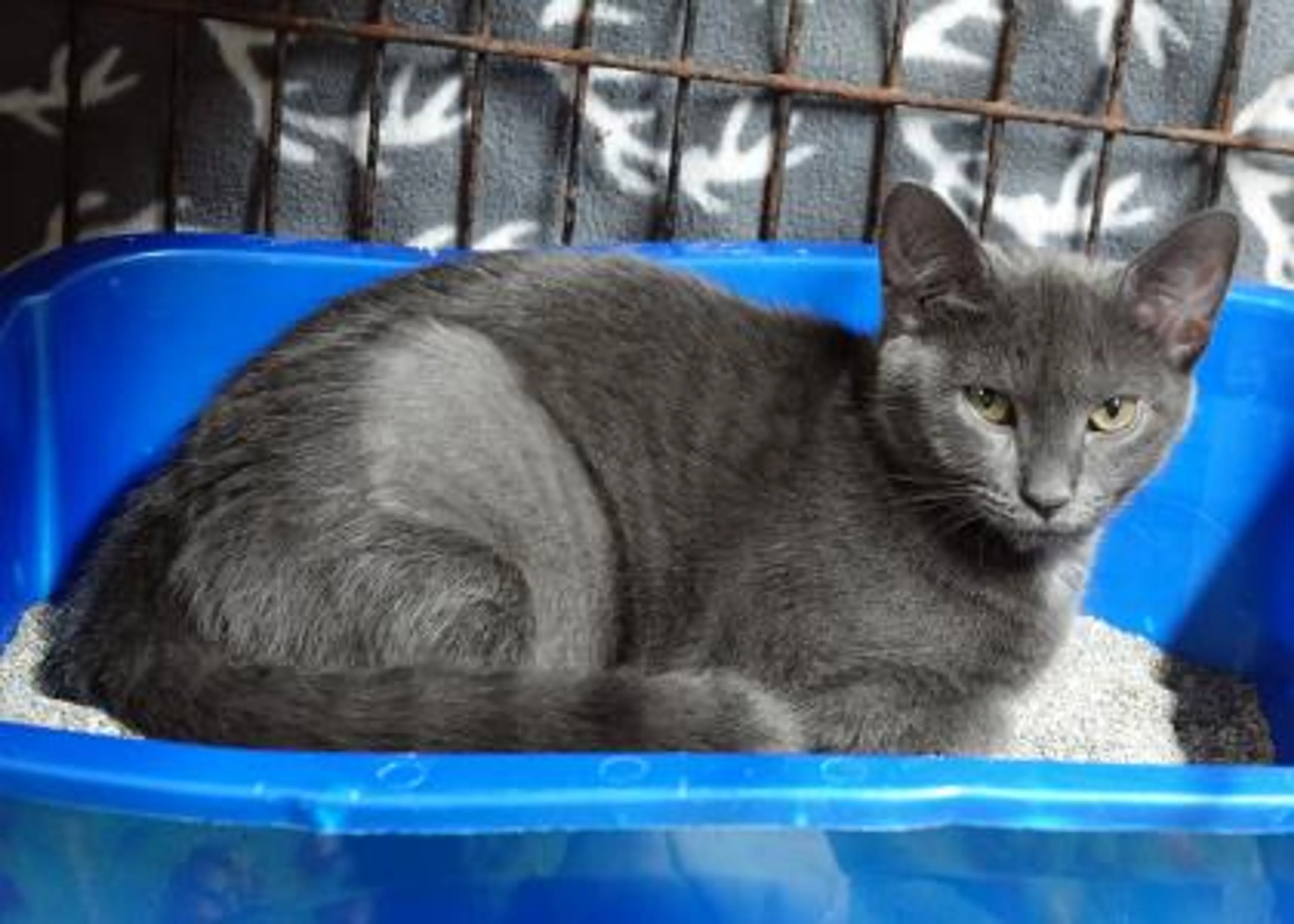 Found pet-1