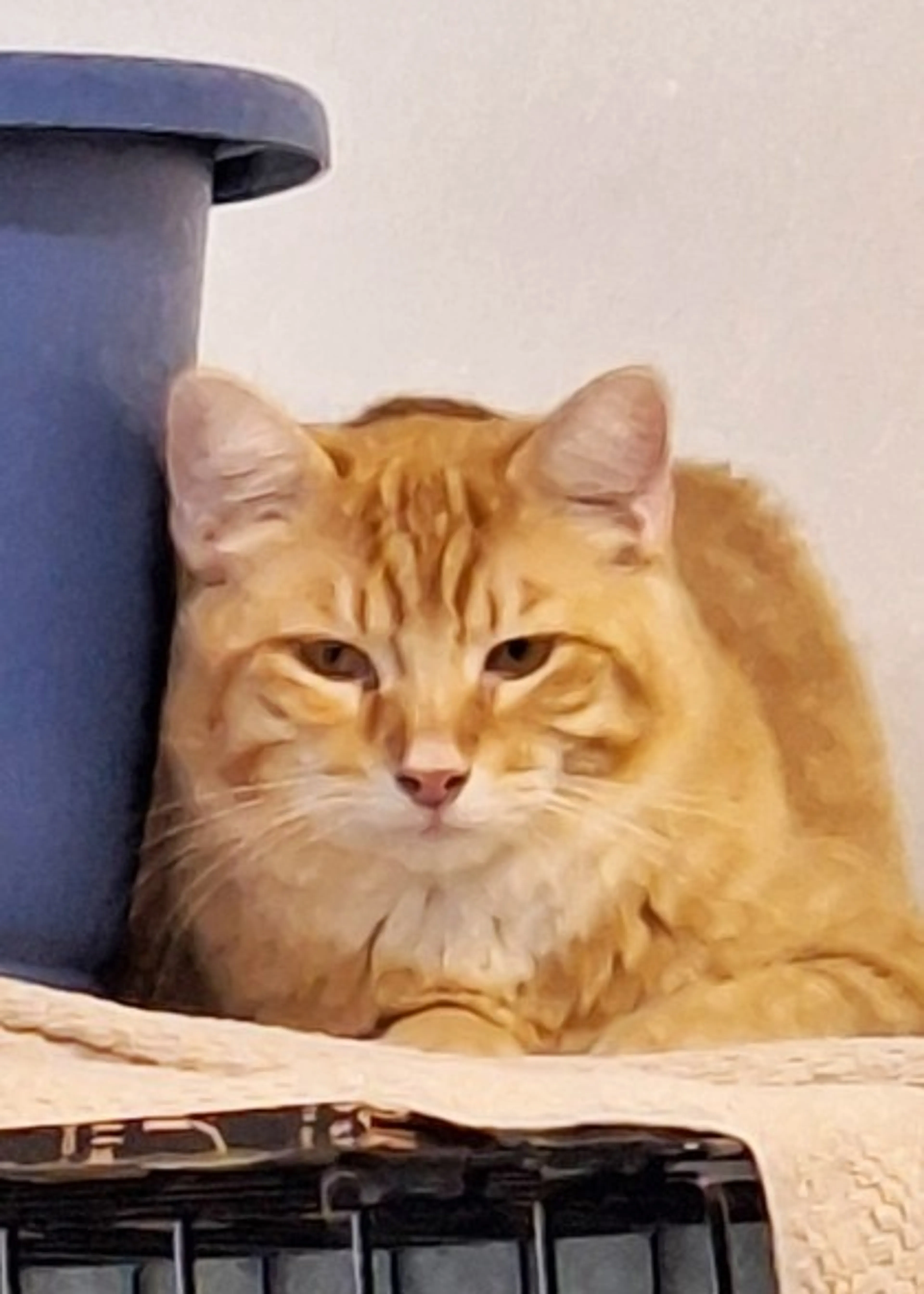 Found pet-0