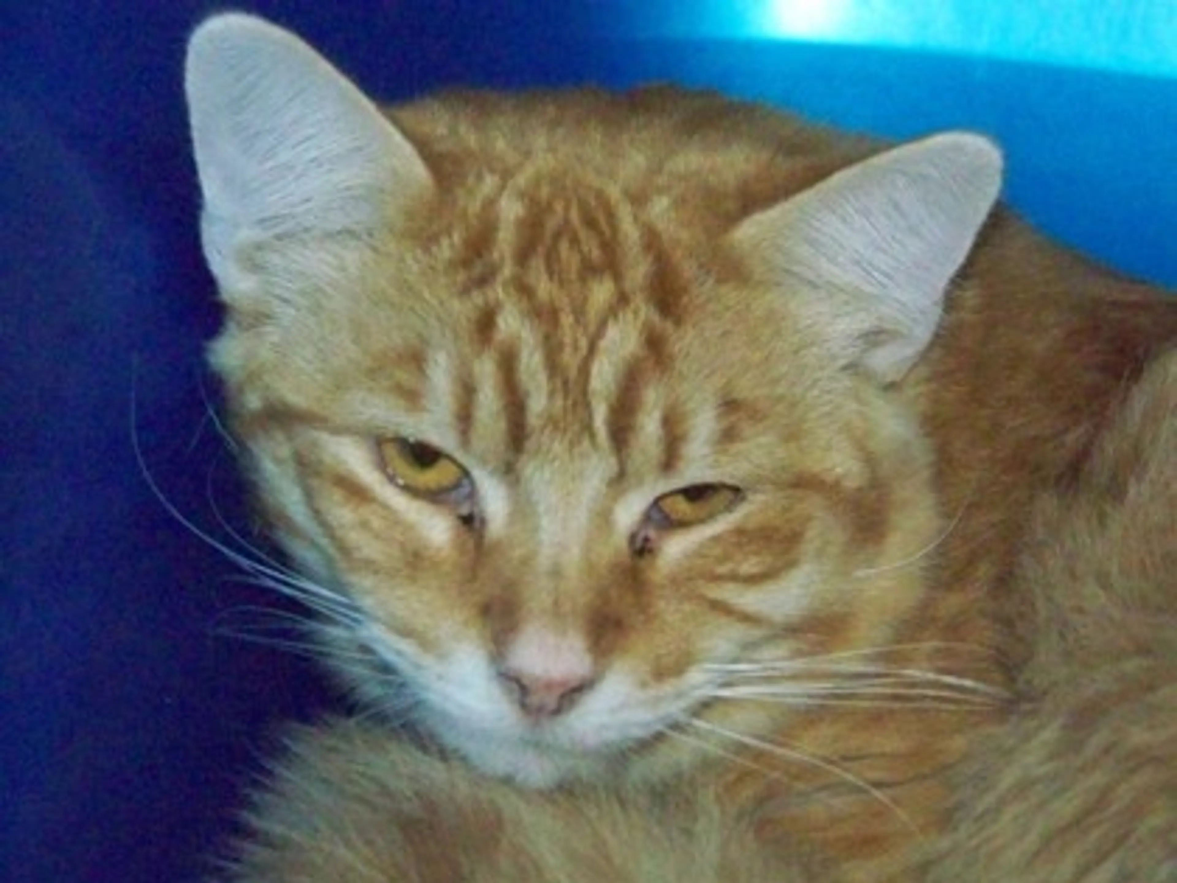 Found pet-1