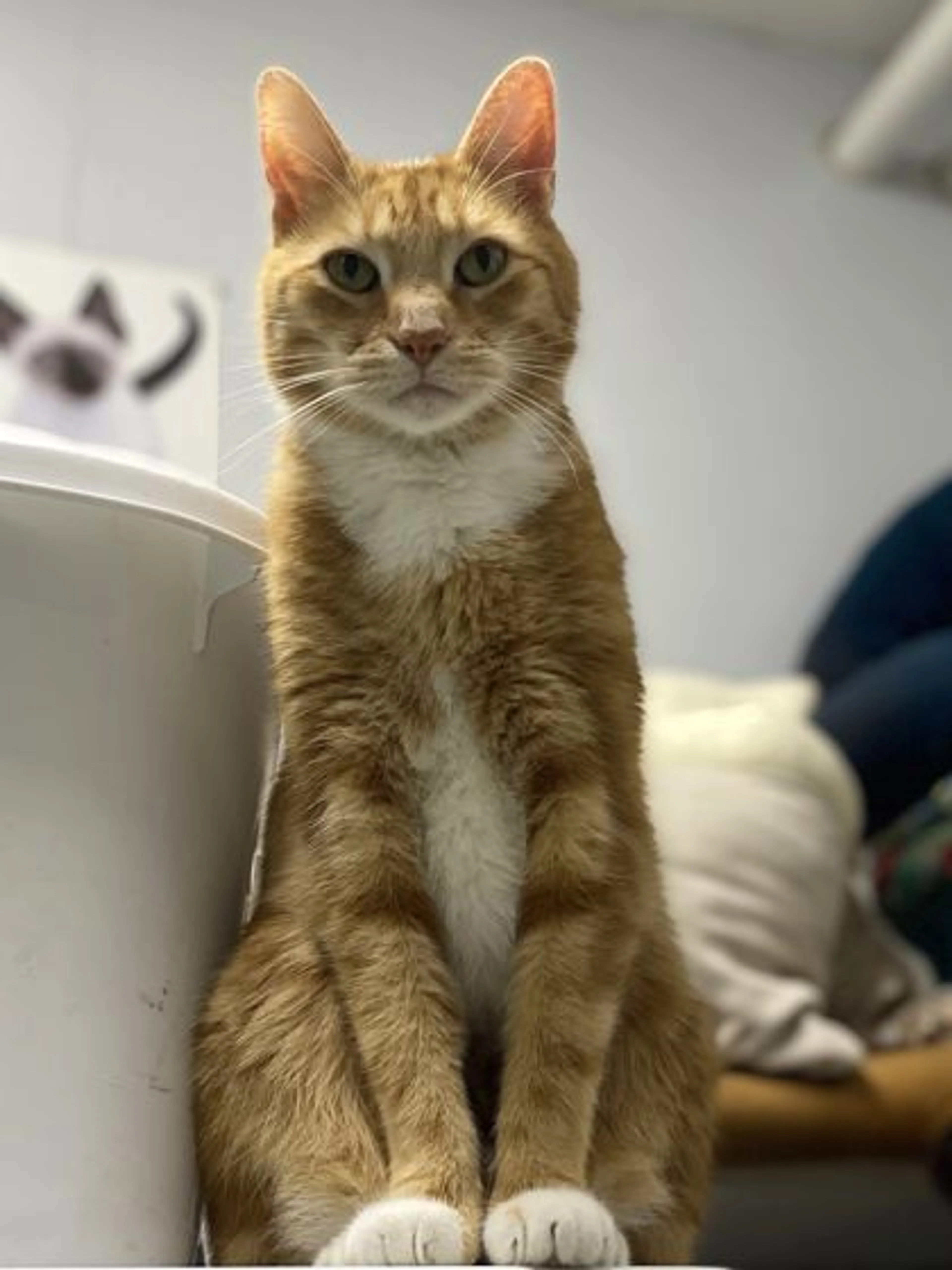 Found pet-2