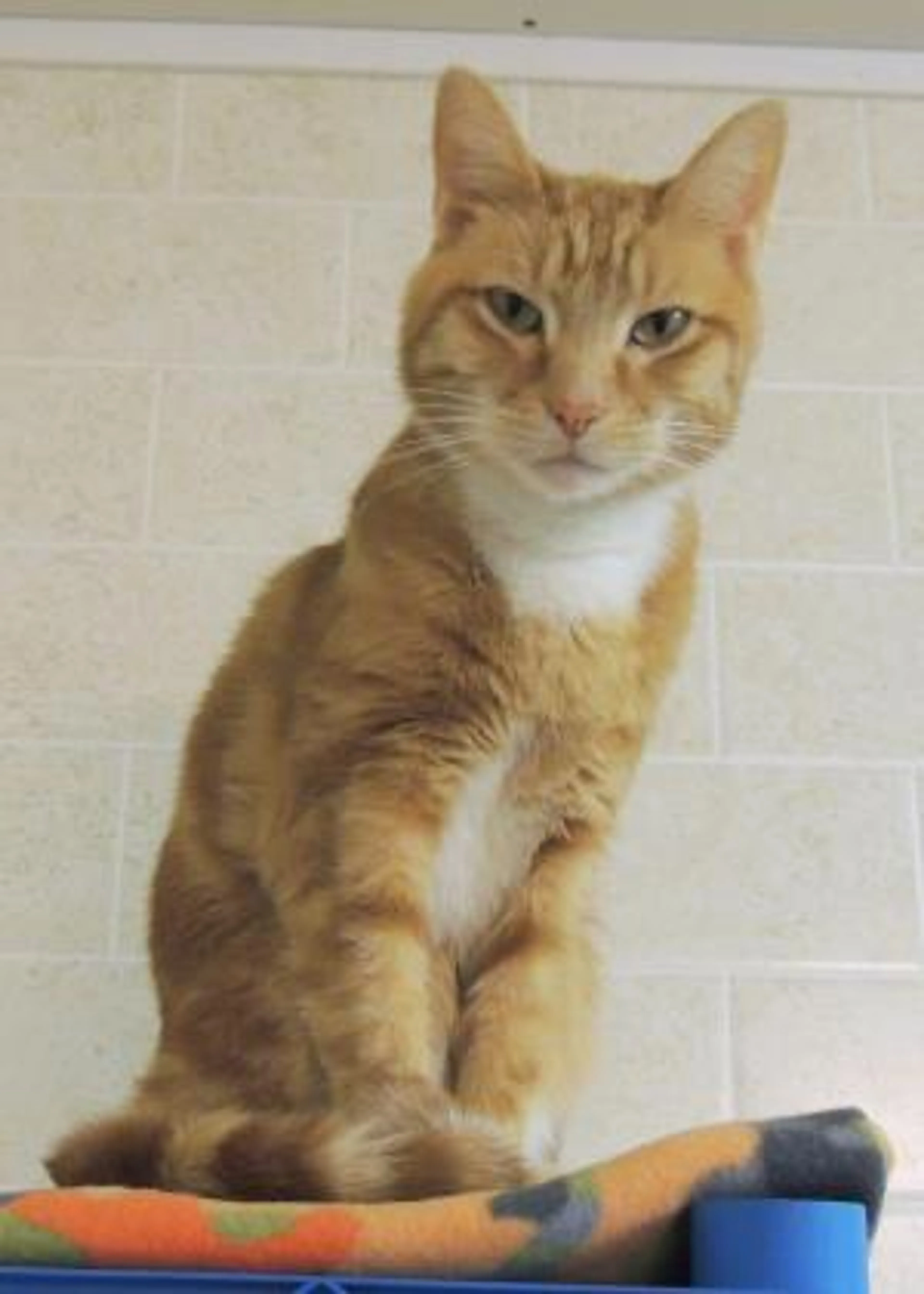 Found pet-1