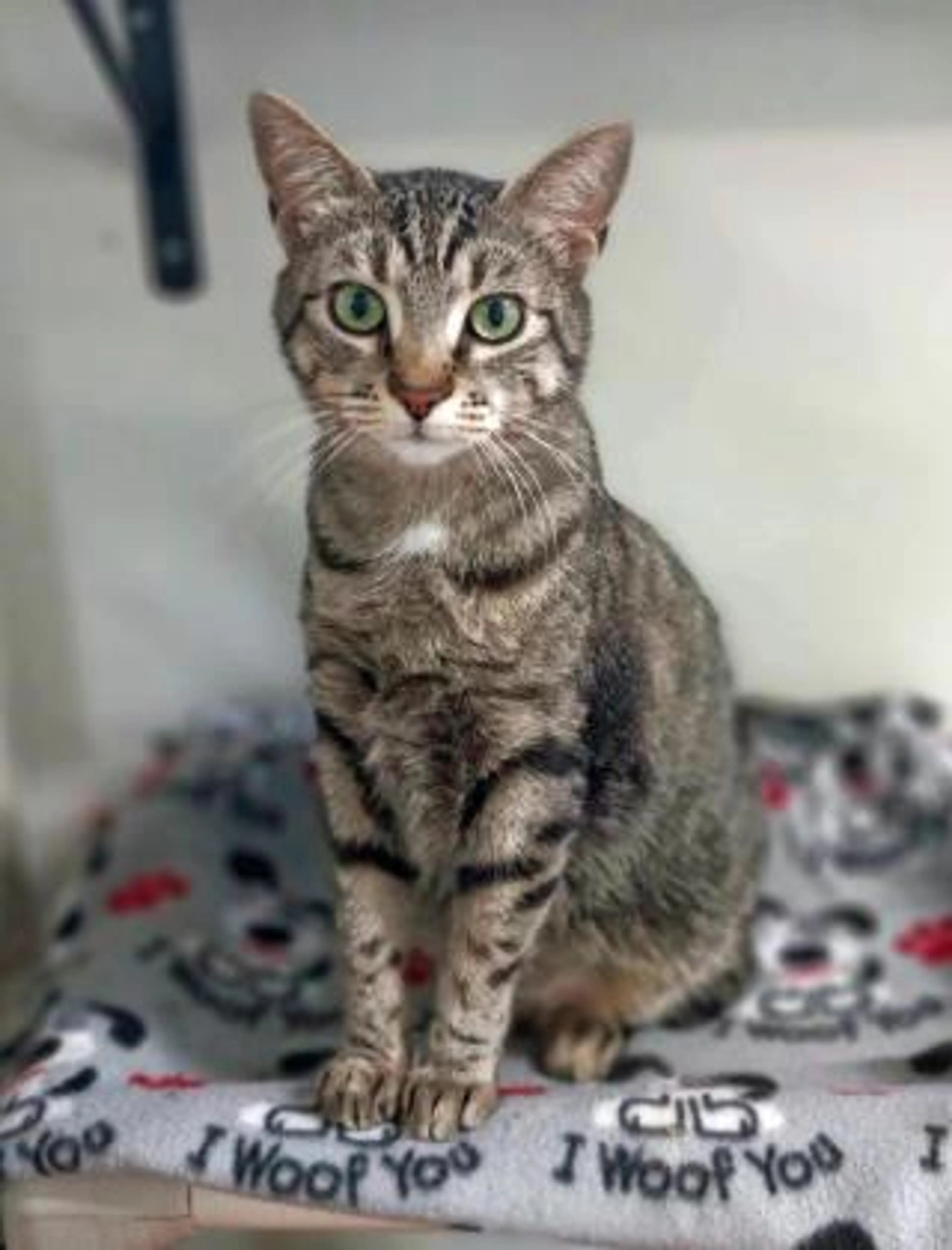 Found pet-1
