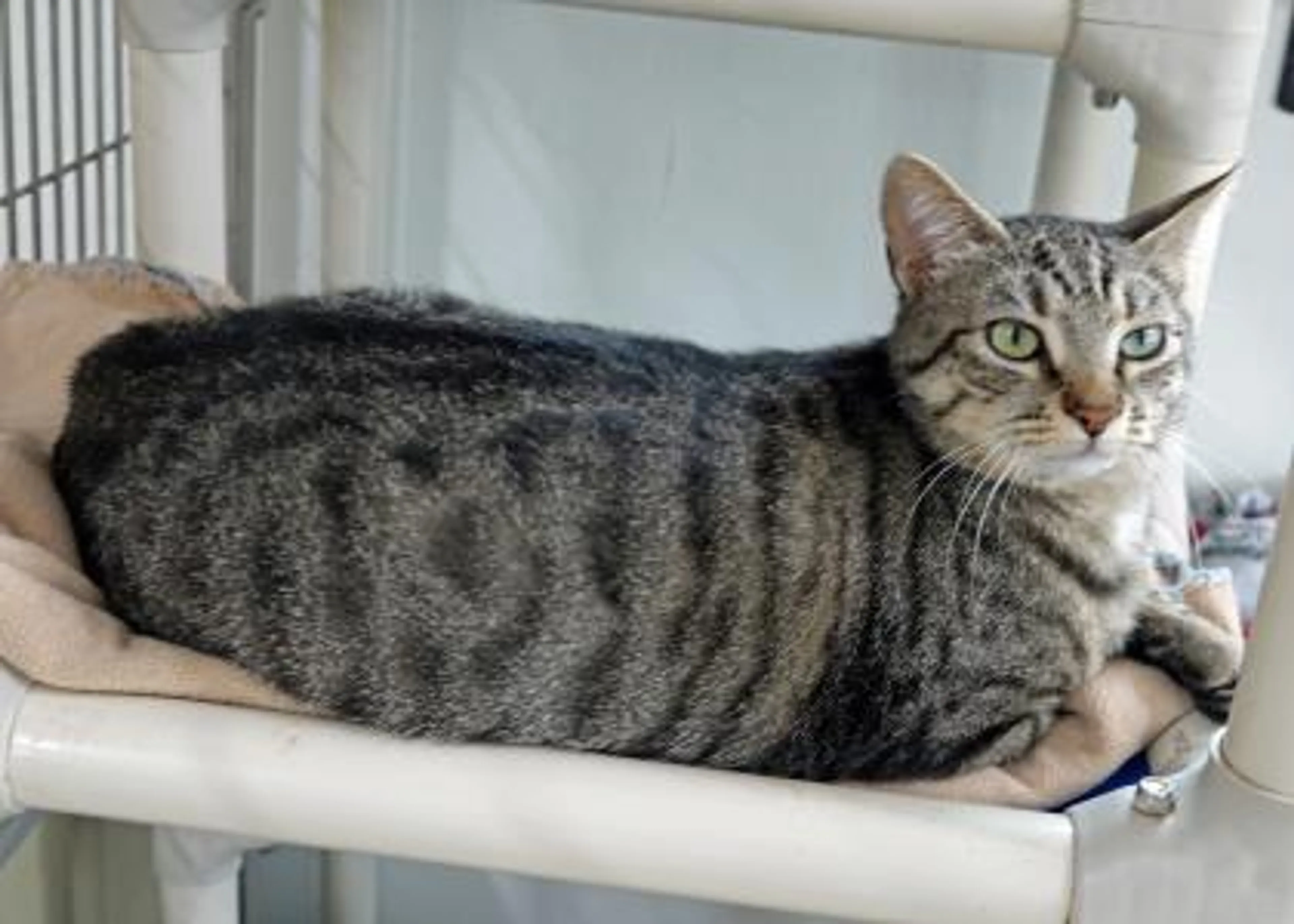 Found pet-2