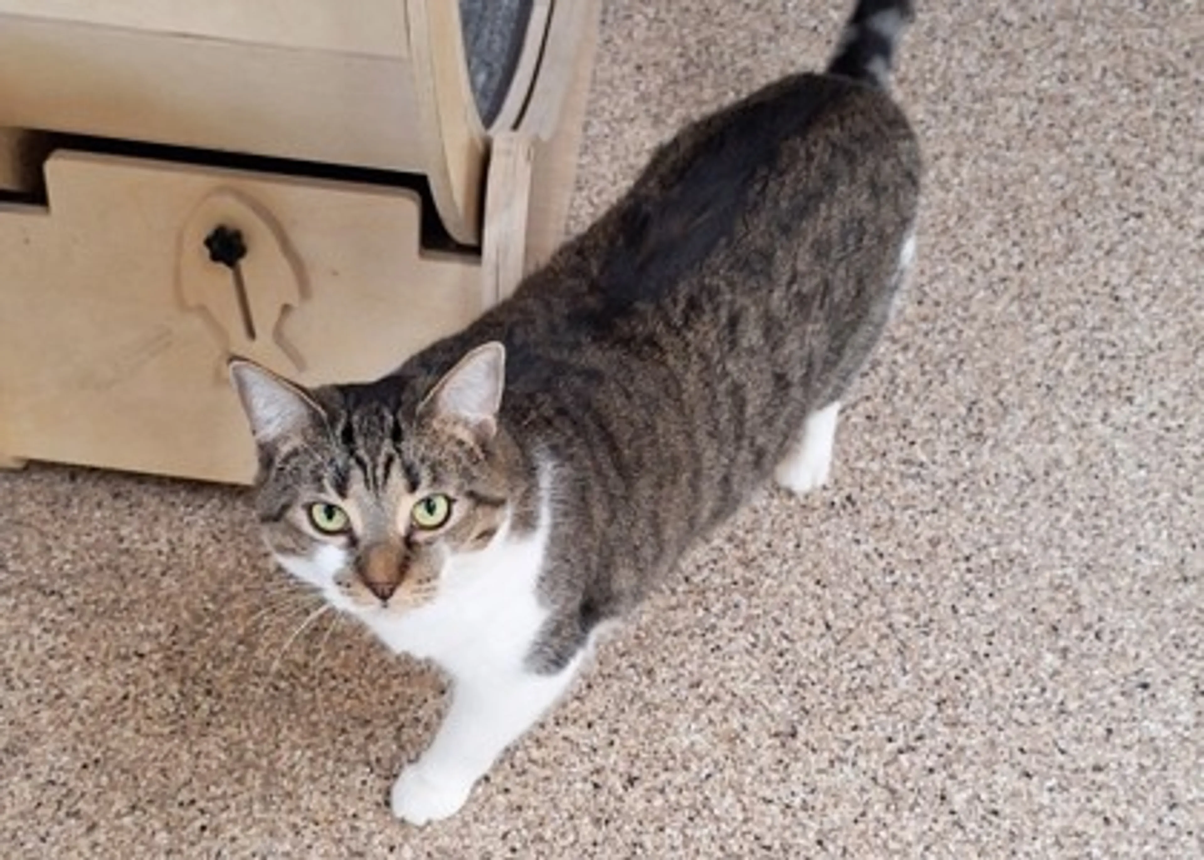 Found pet-2