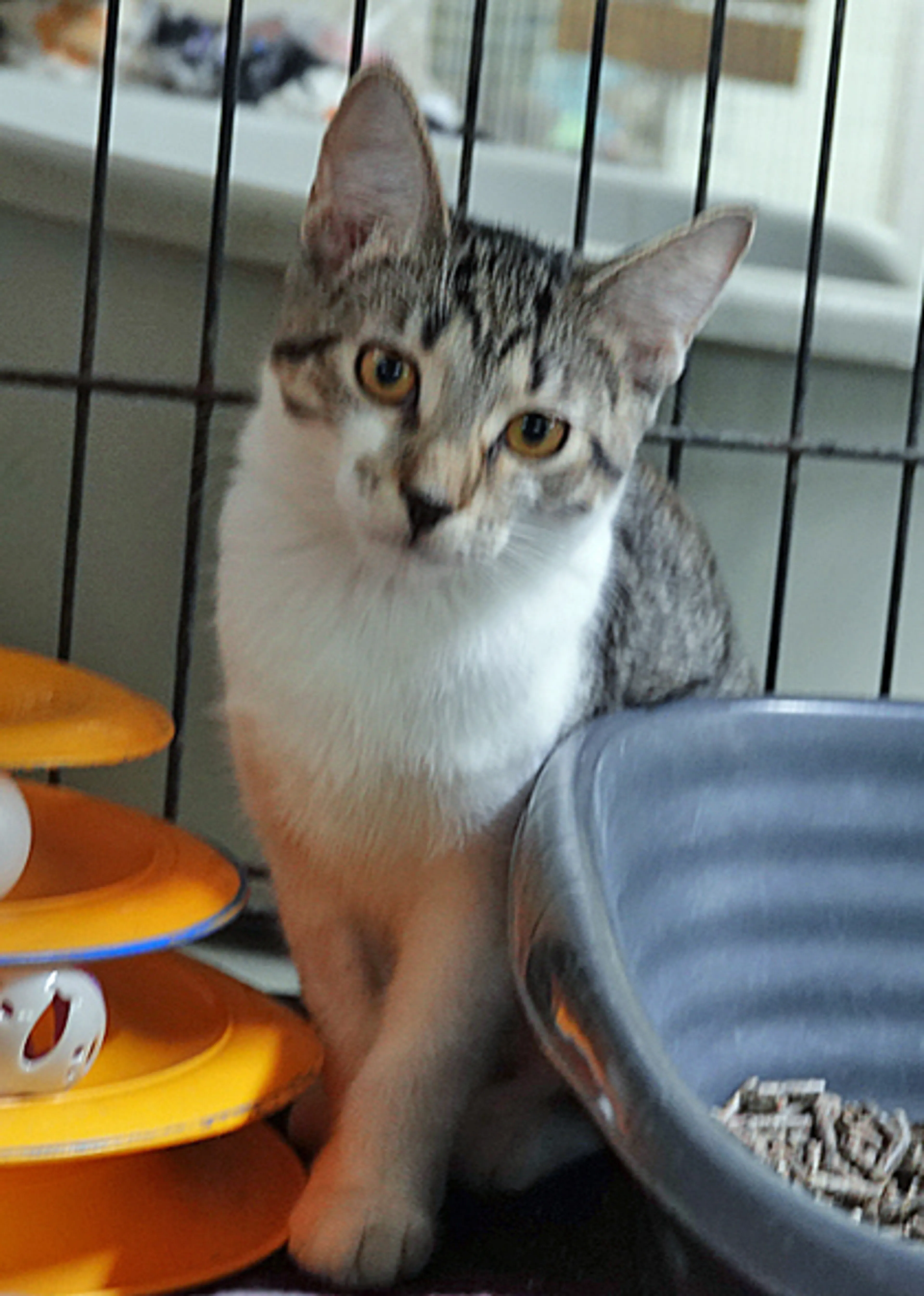 Found pet-1