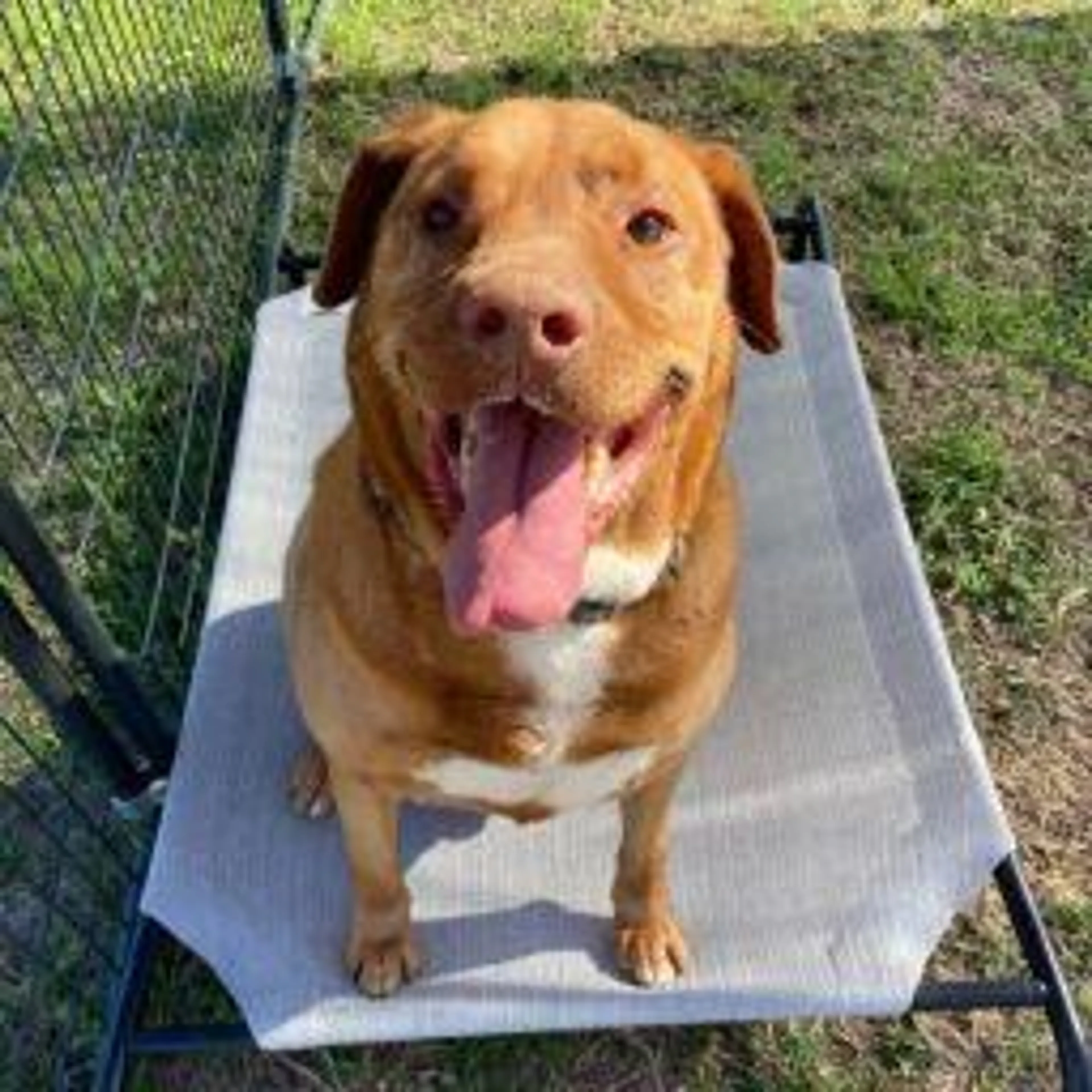 Found pet