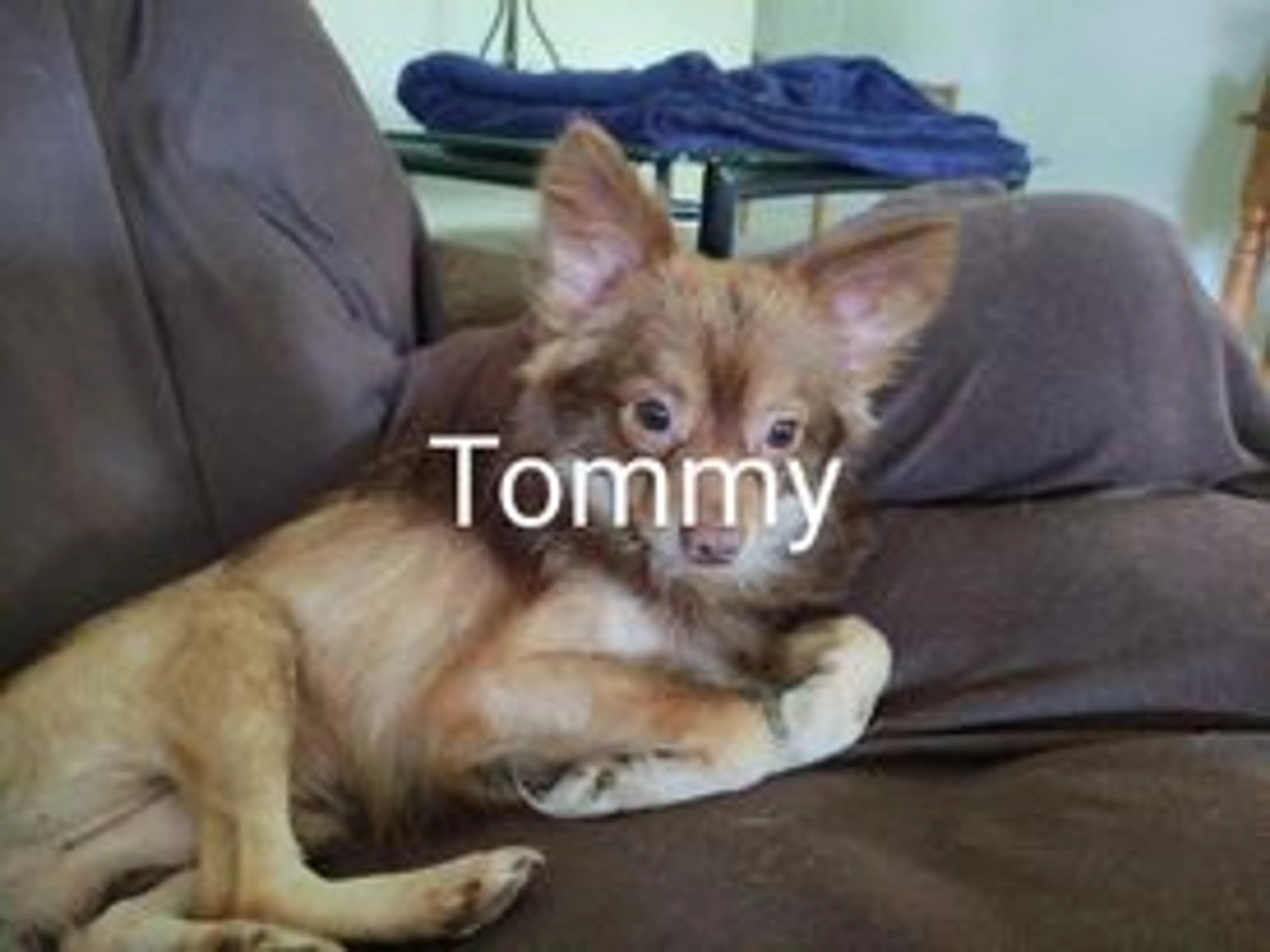 Found pet