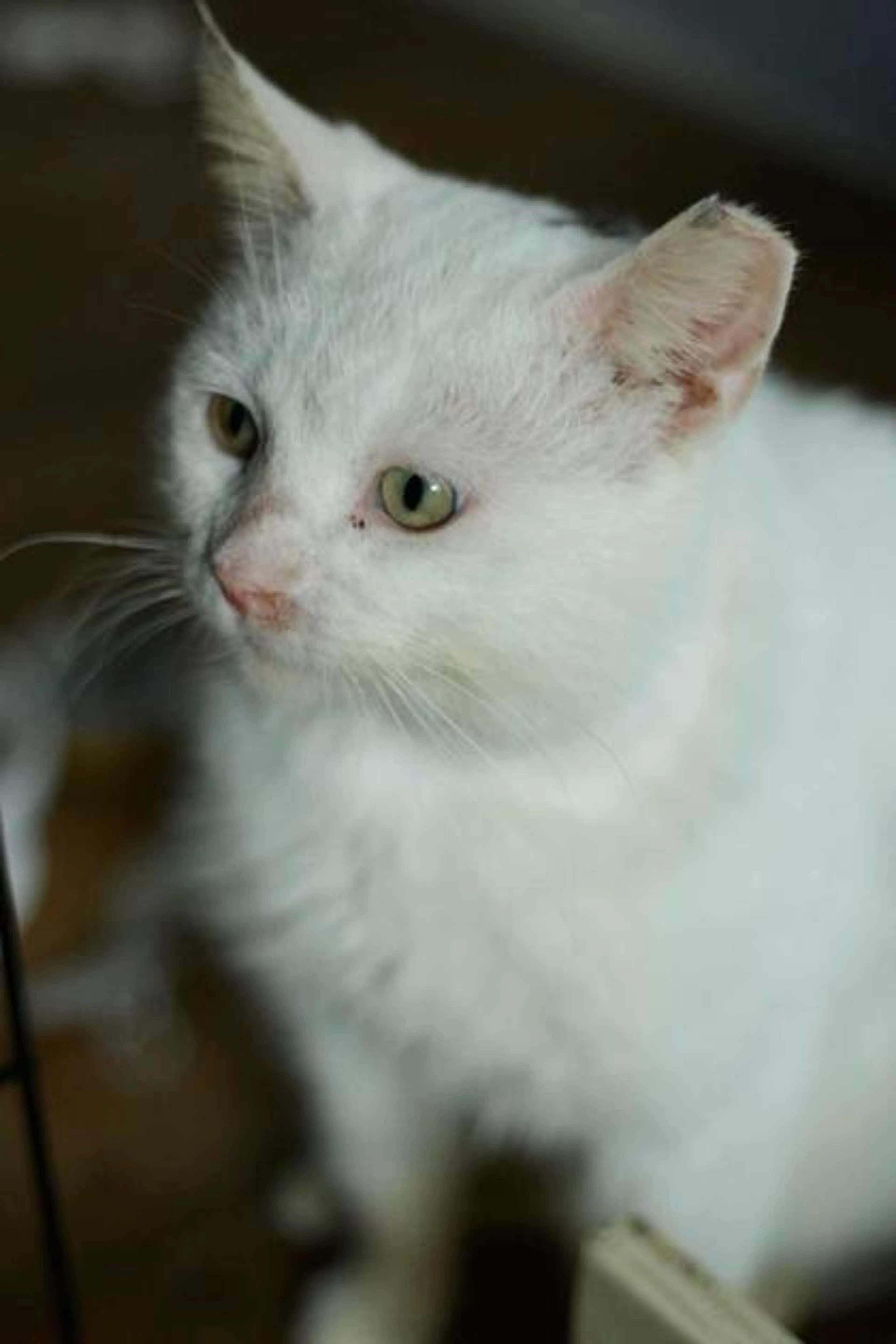 Found pet-1