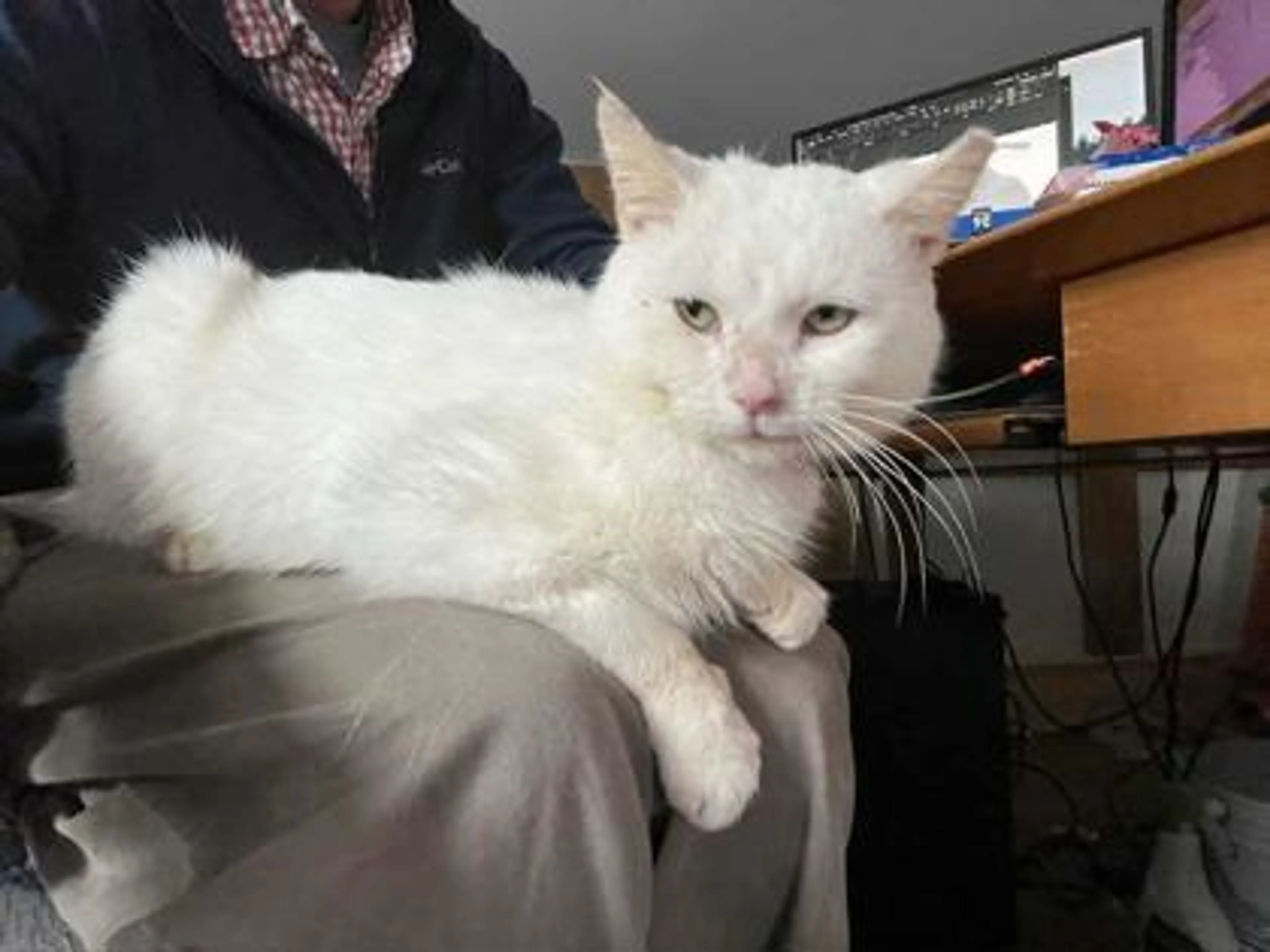 Found pet-2