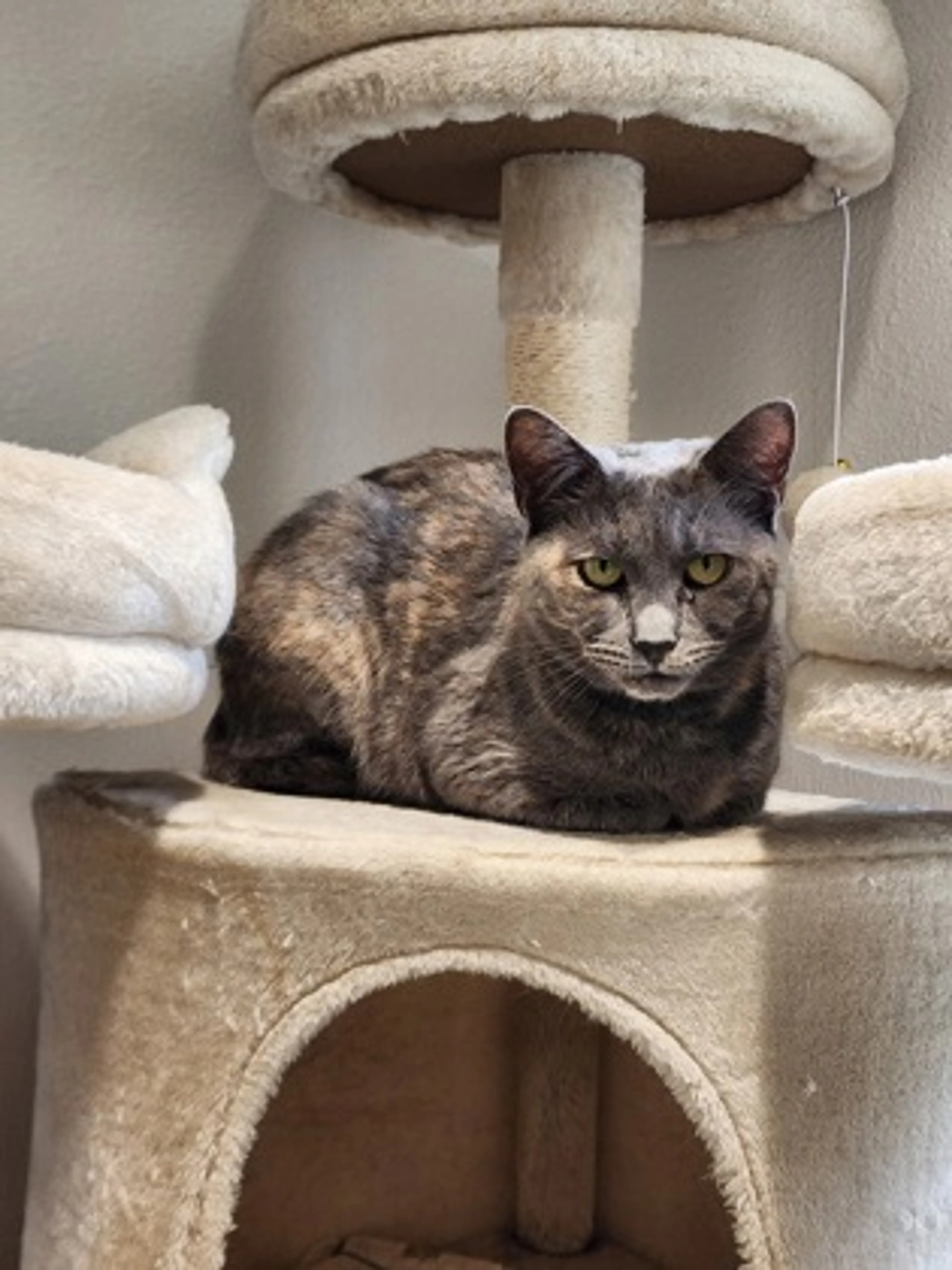 Found pet-2