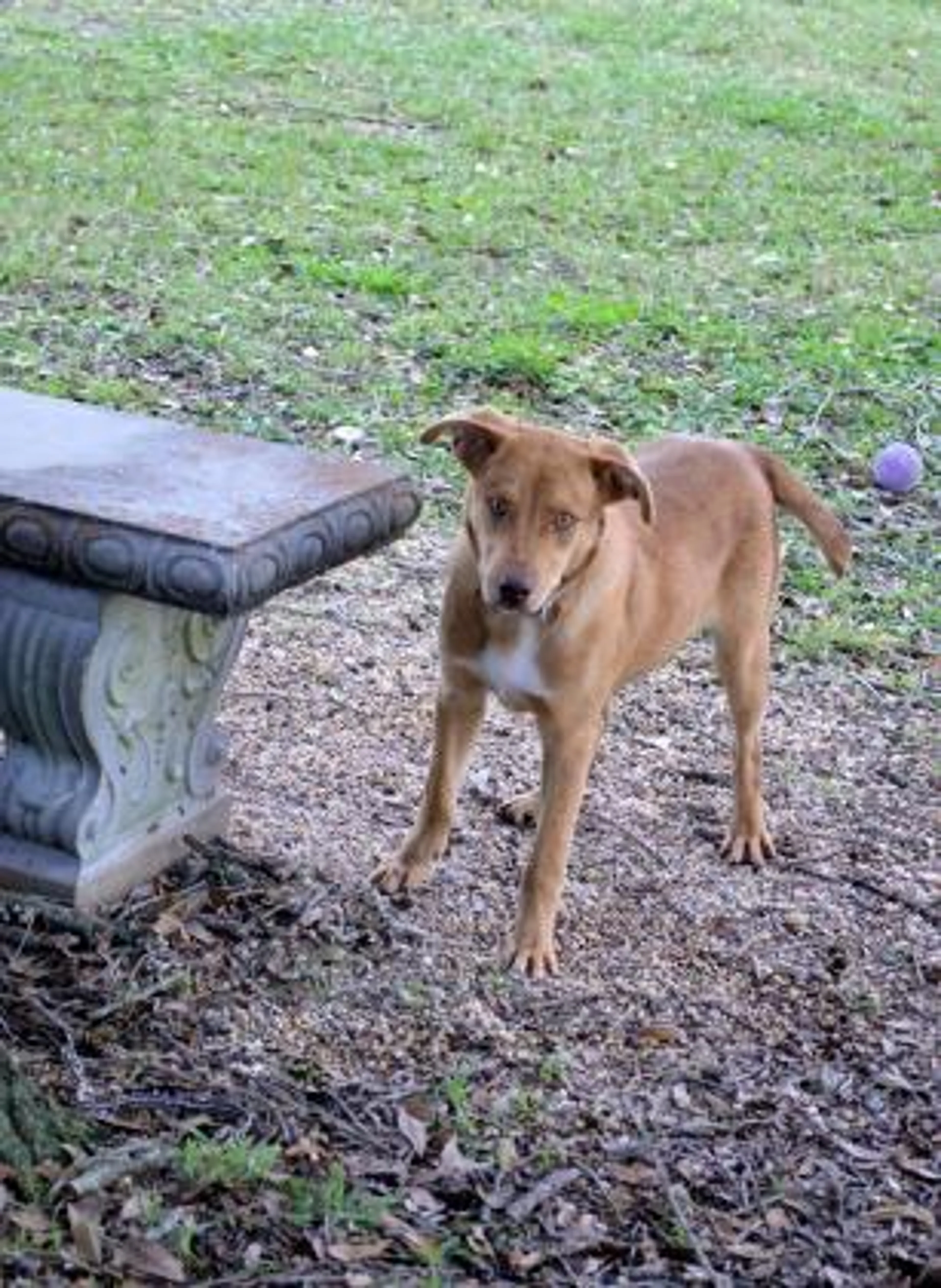 Found pet