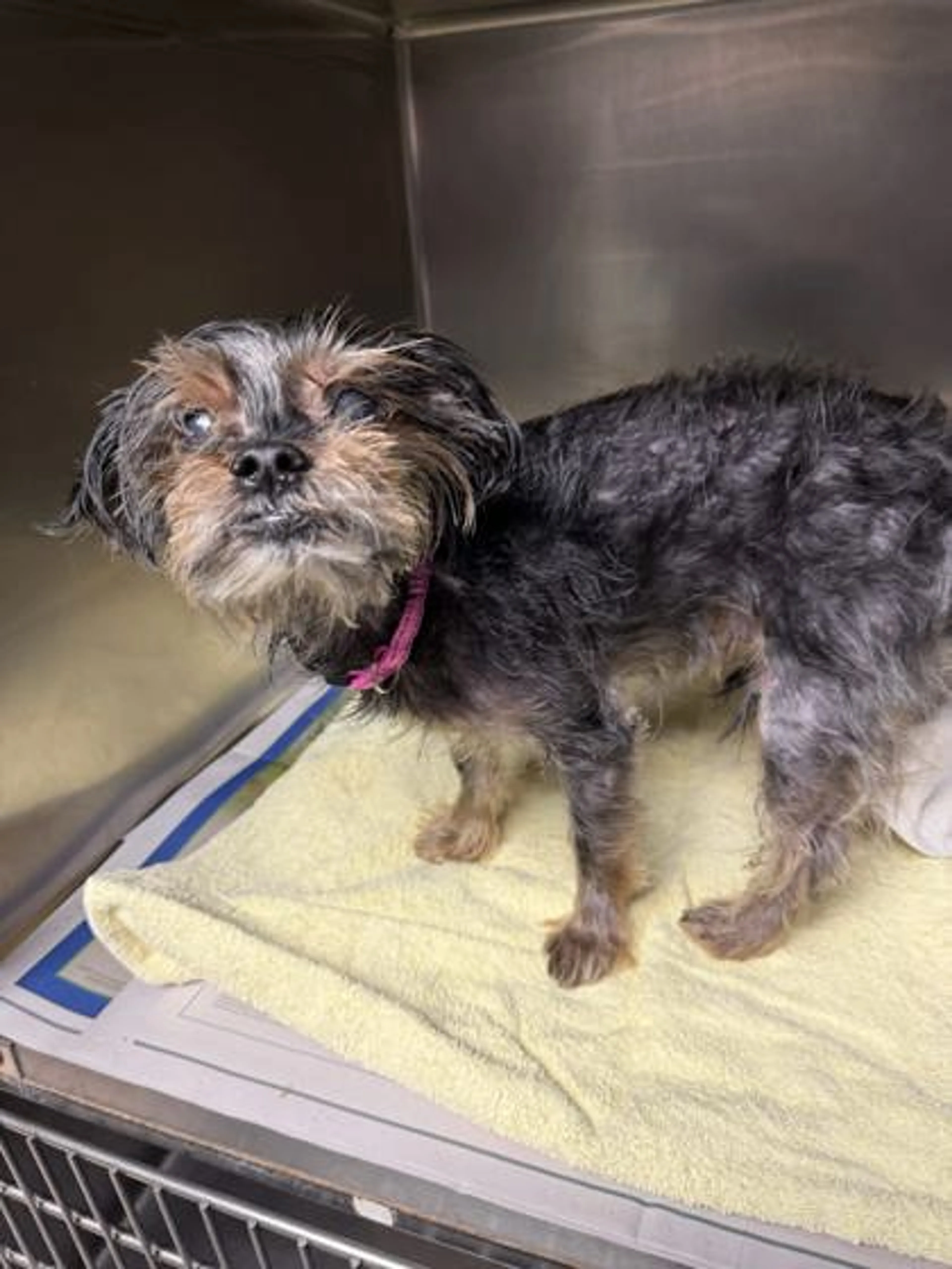 Found pet