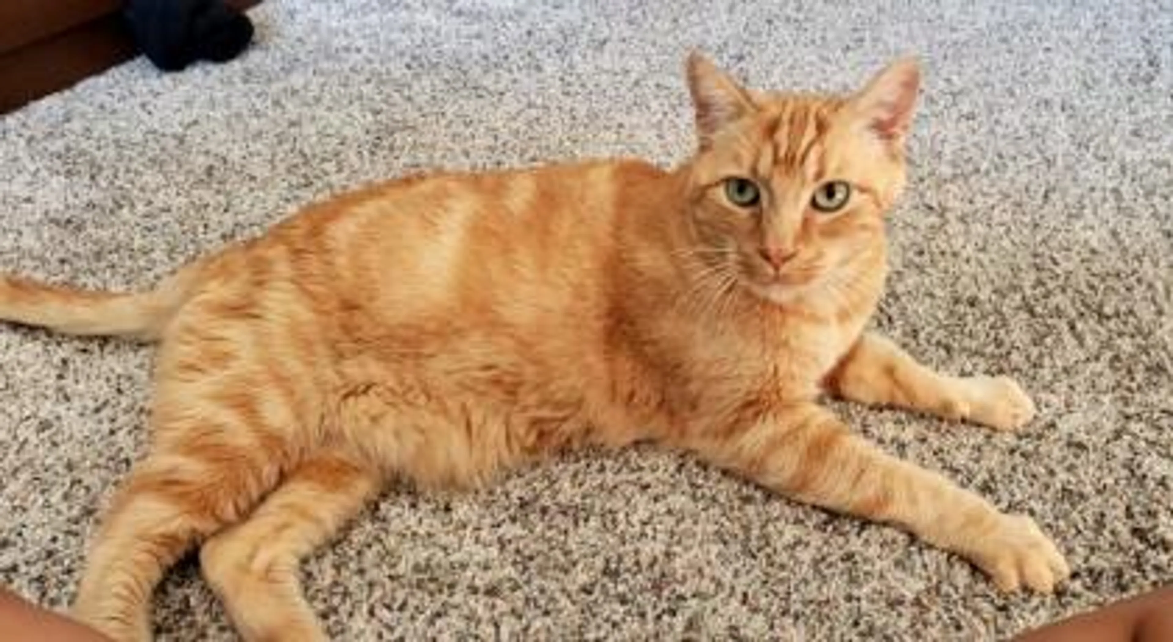 Found pet-1