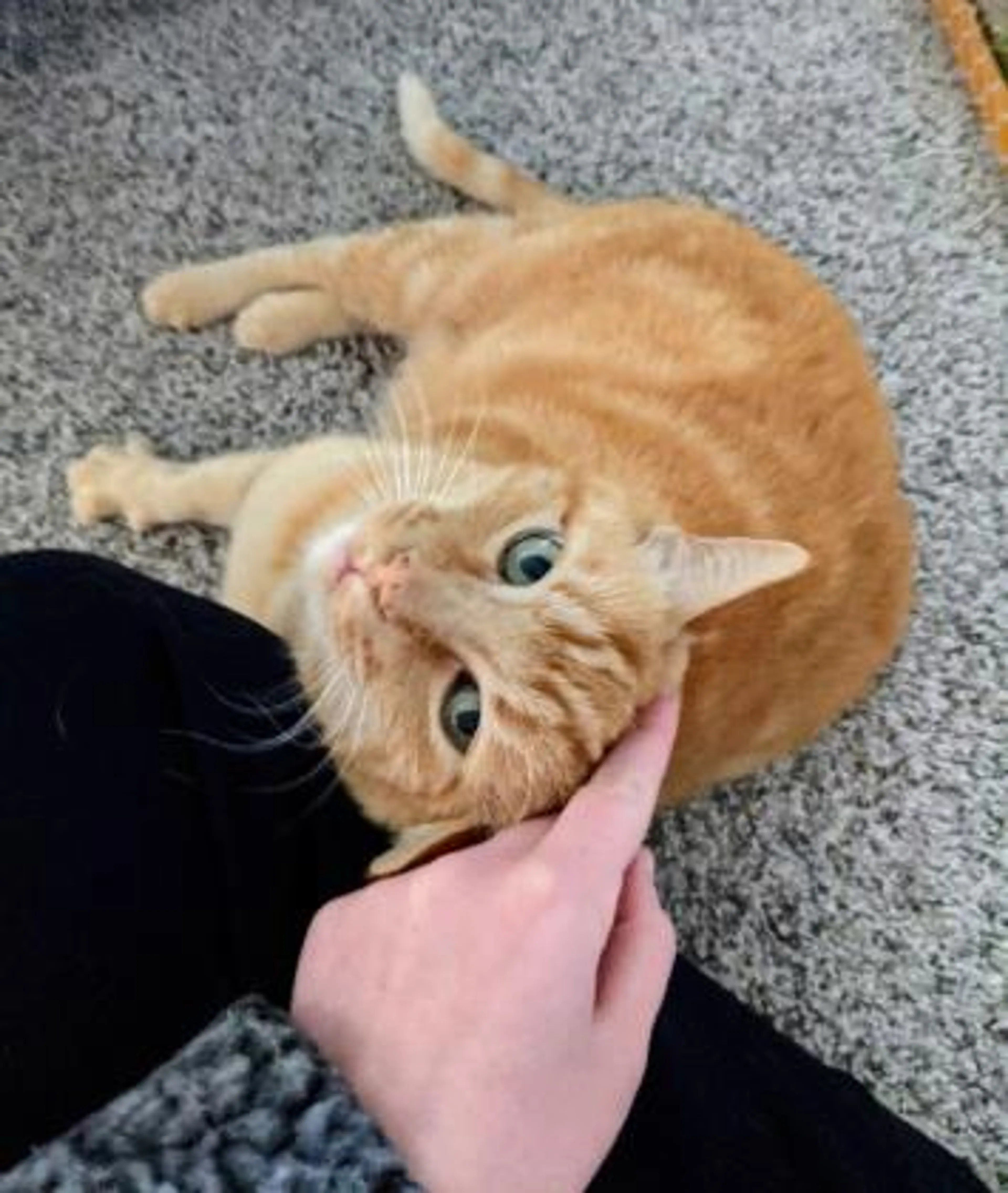 Found pet-2
