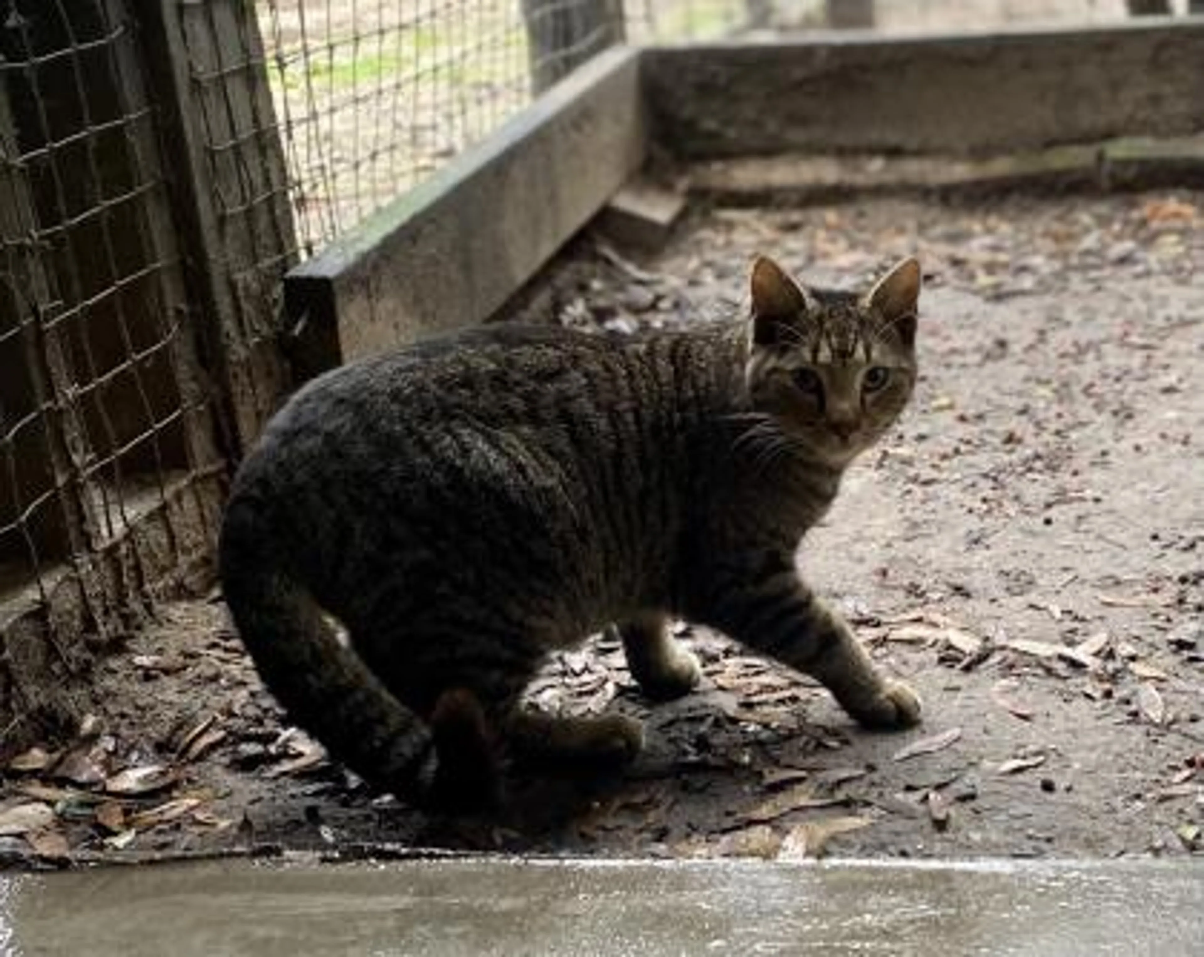 Found pet