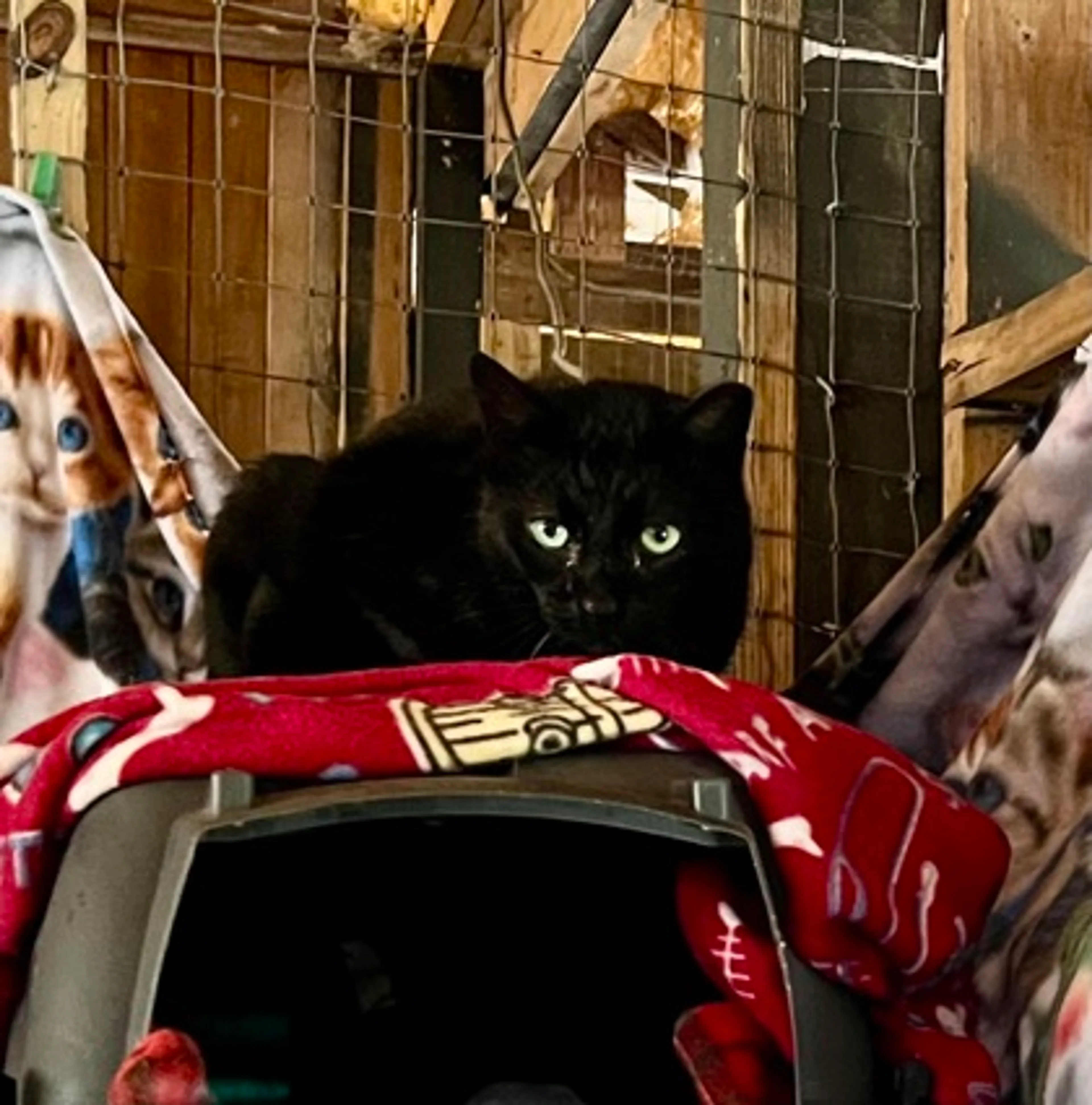 Found pet-1