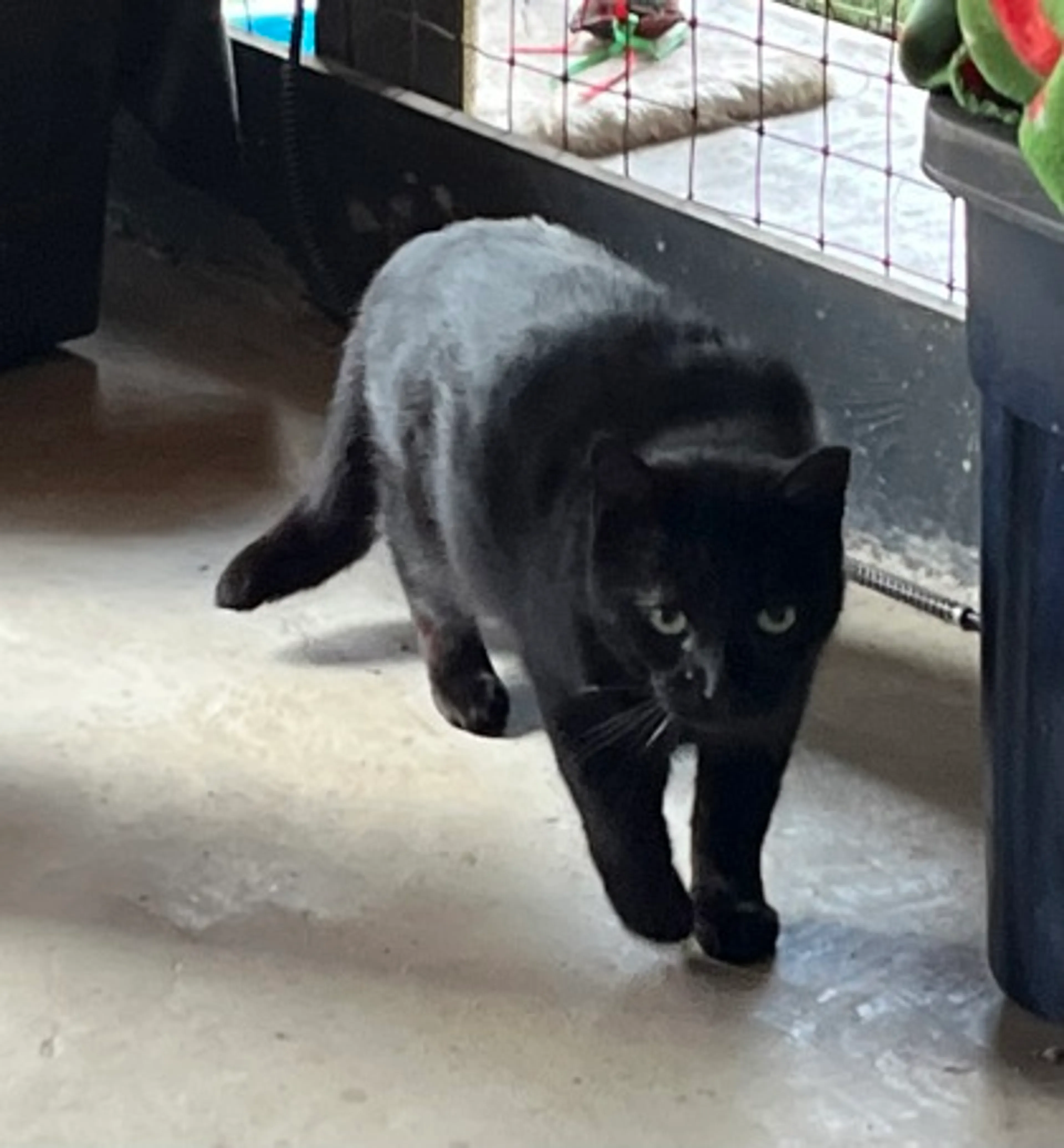 Found pet-0