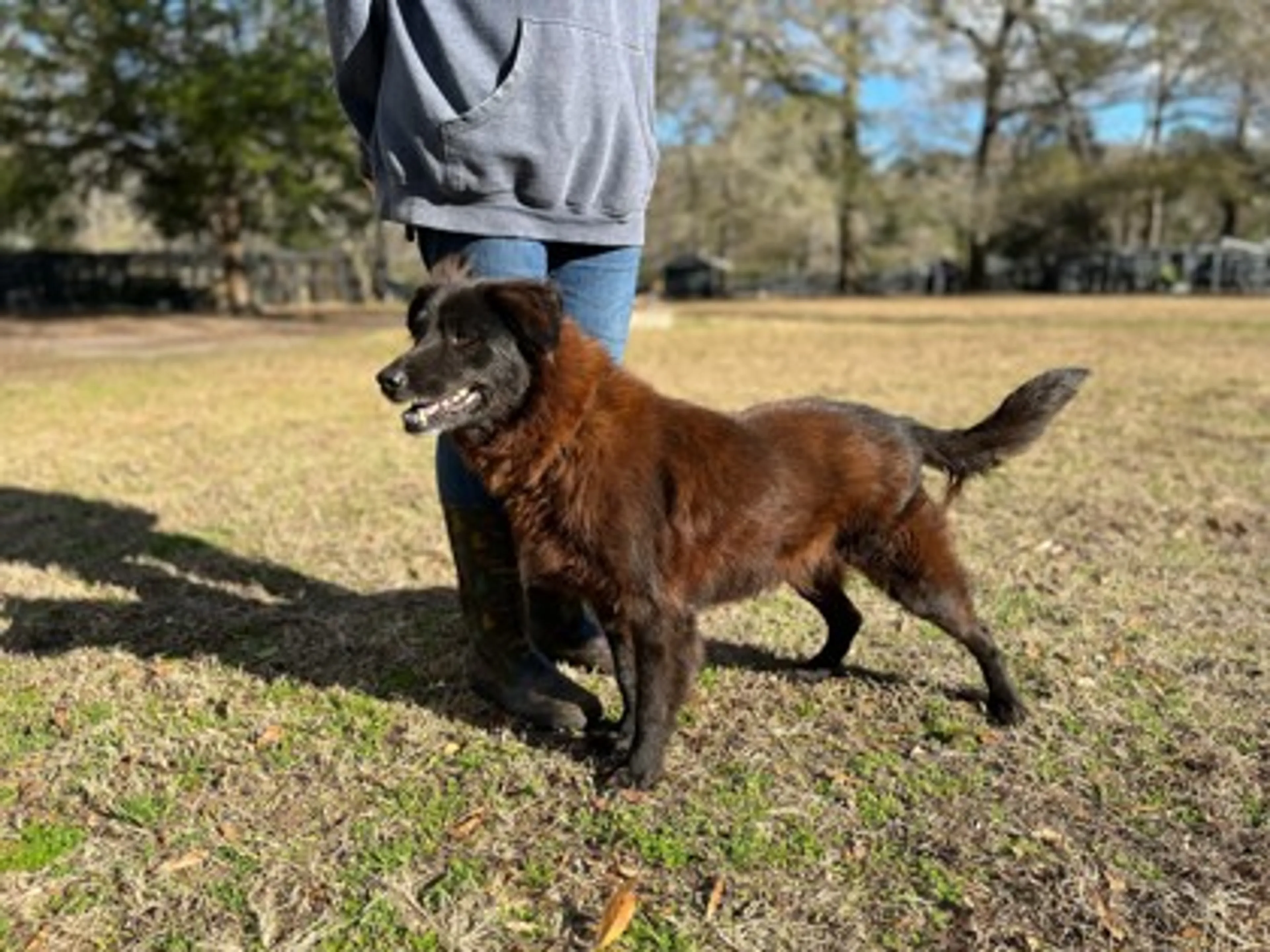 Found pet-1