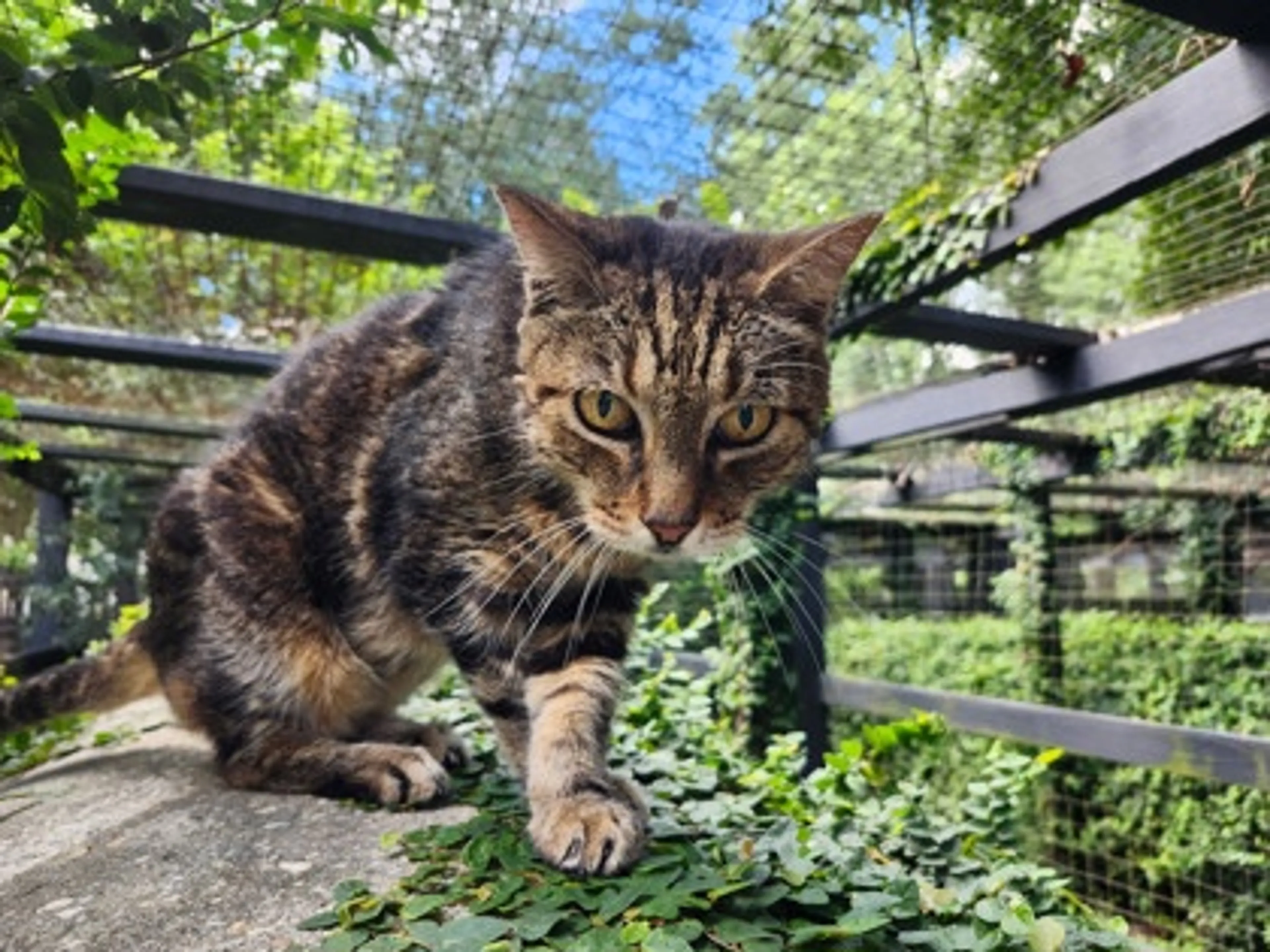 Found pet