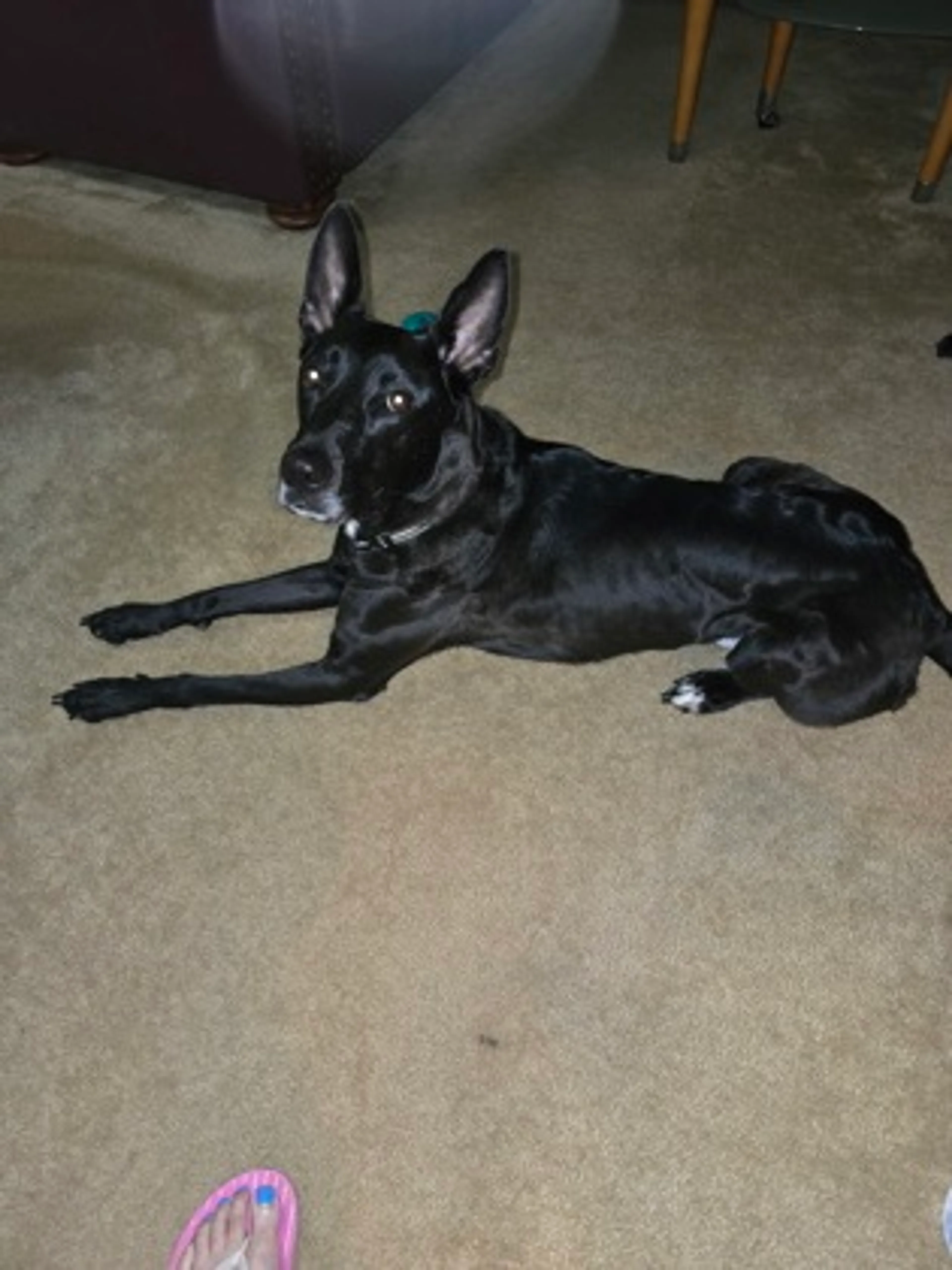 Found pet