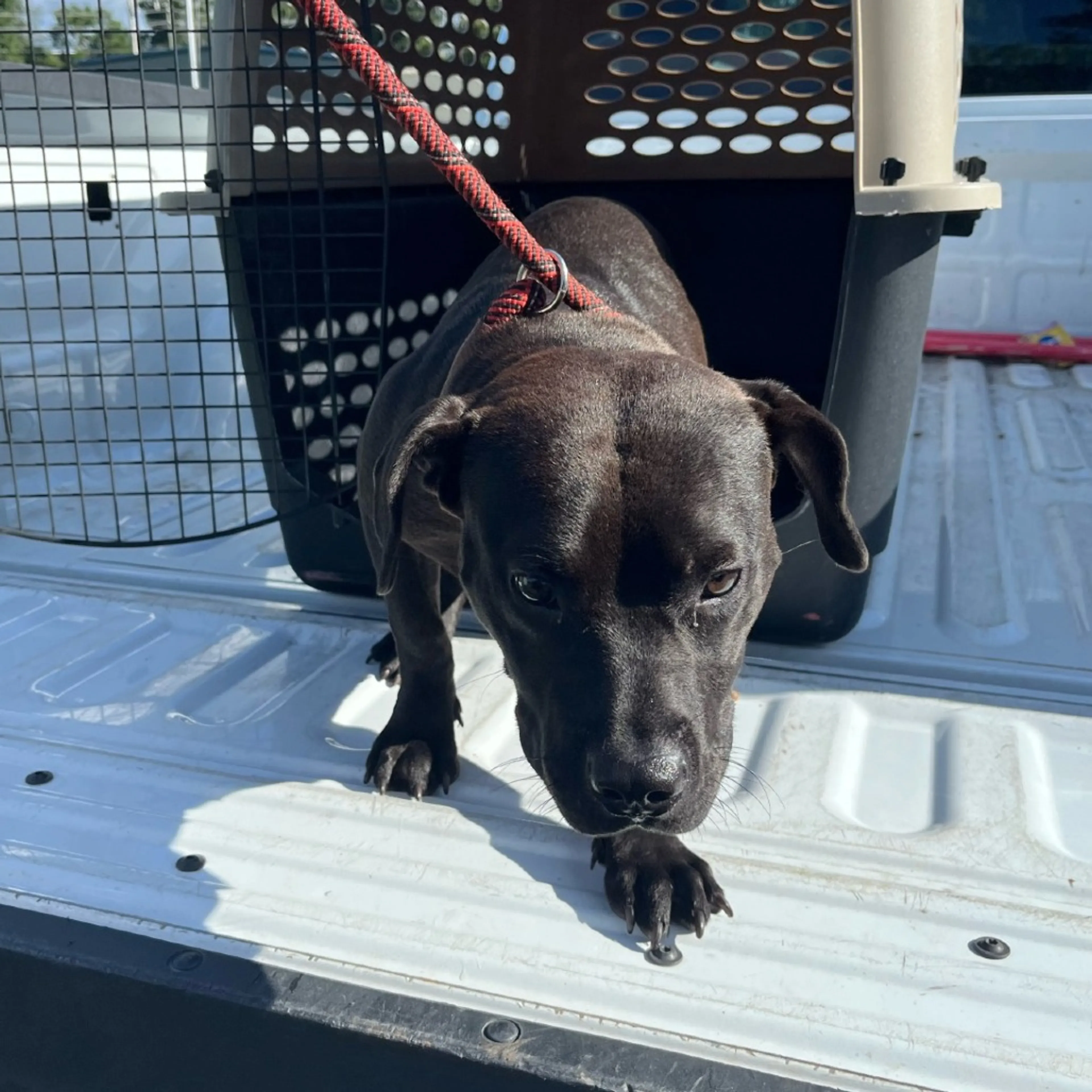 Found pet
