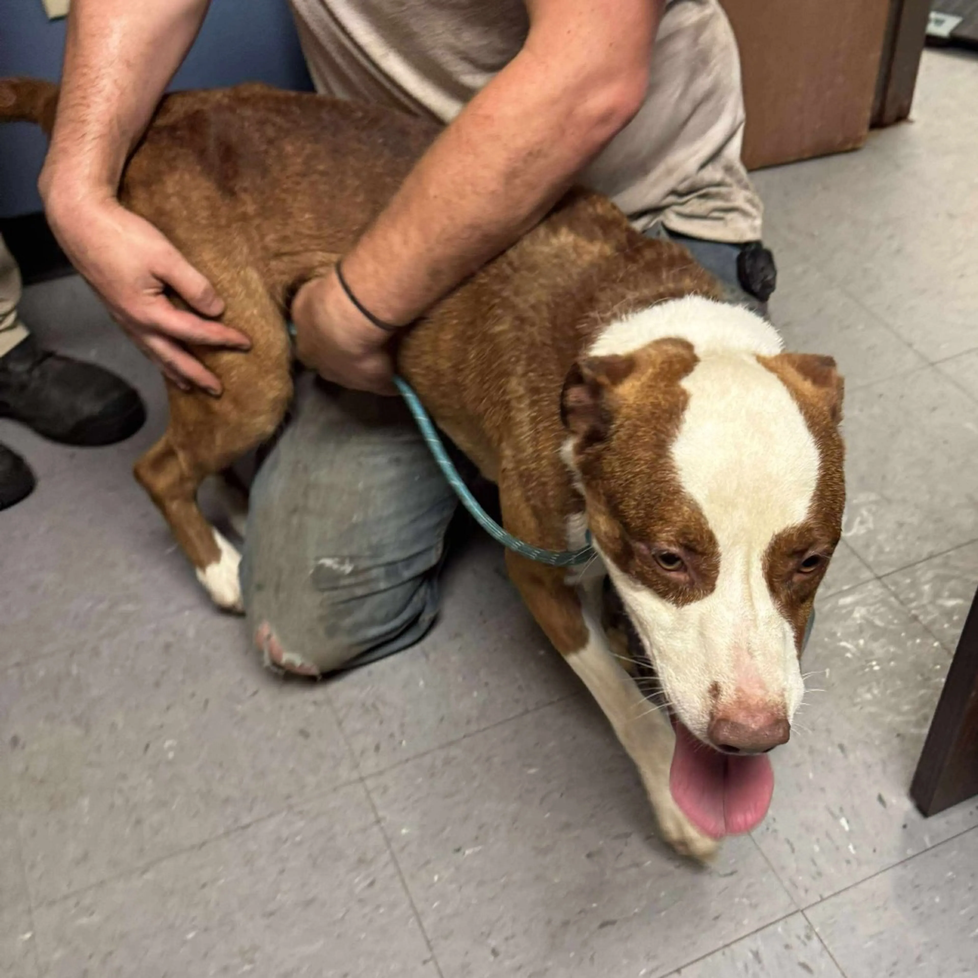 Found pet-6
