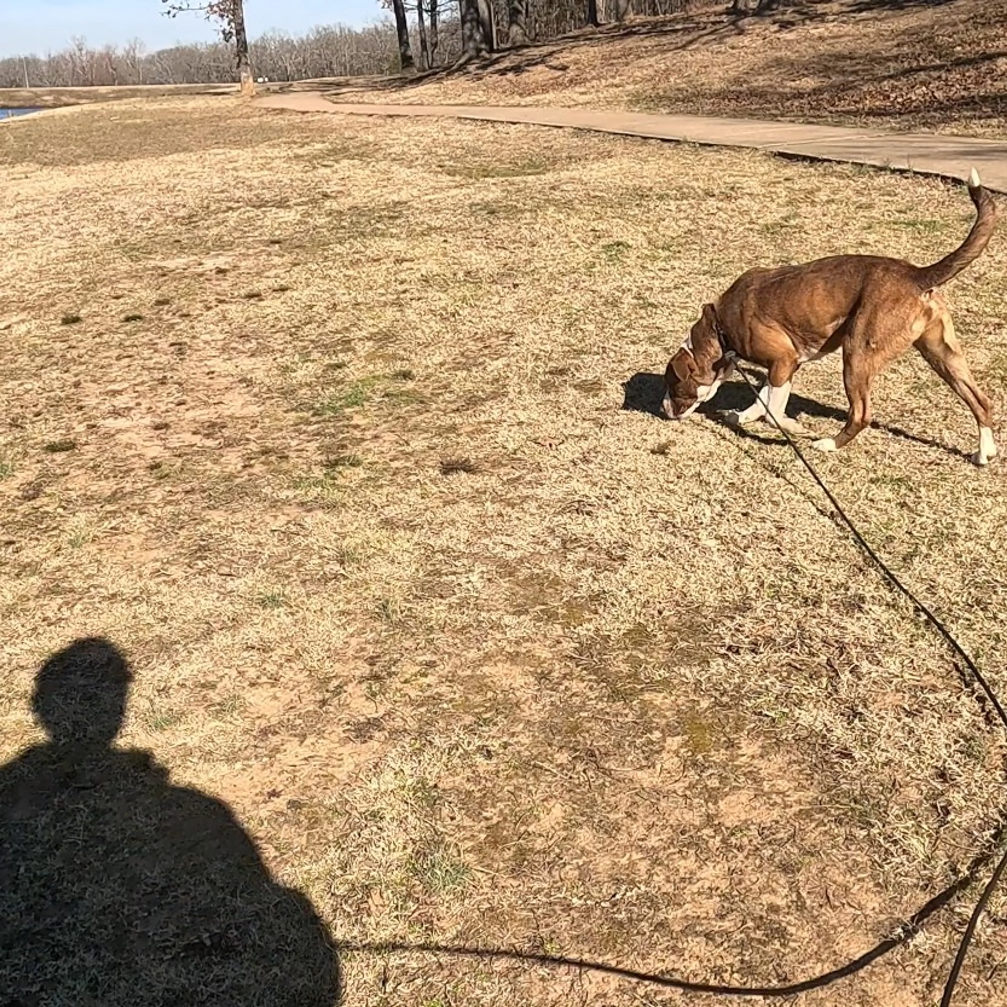 Found pet-16