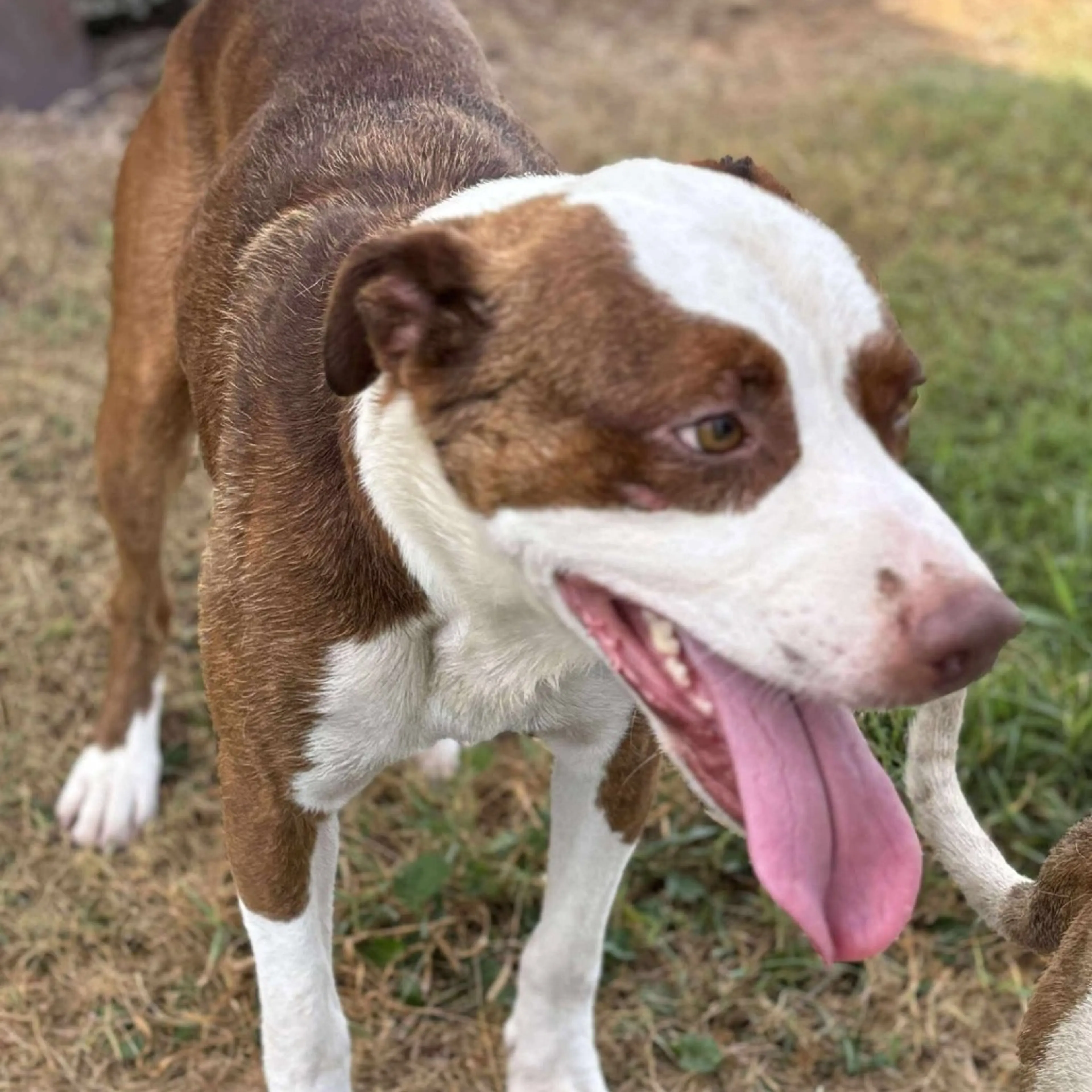 Found pet-9