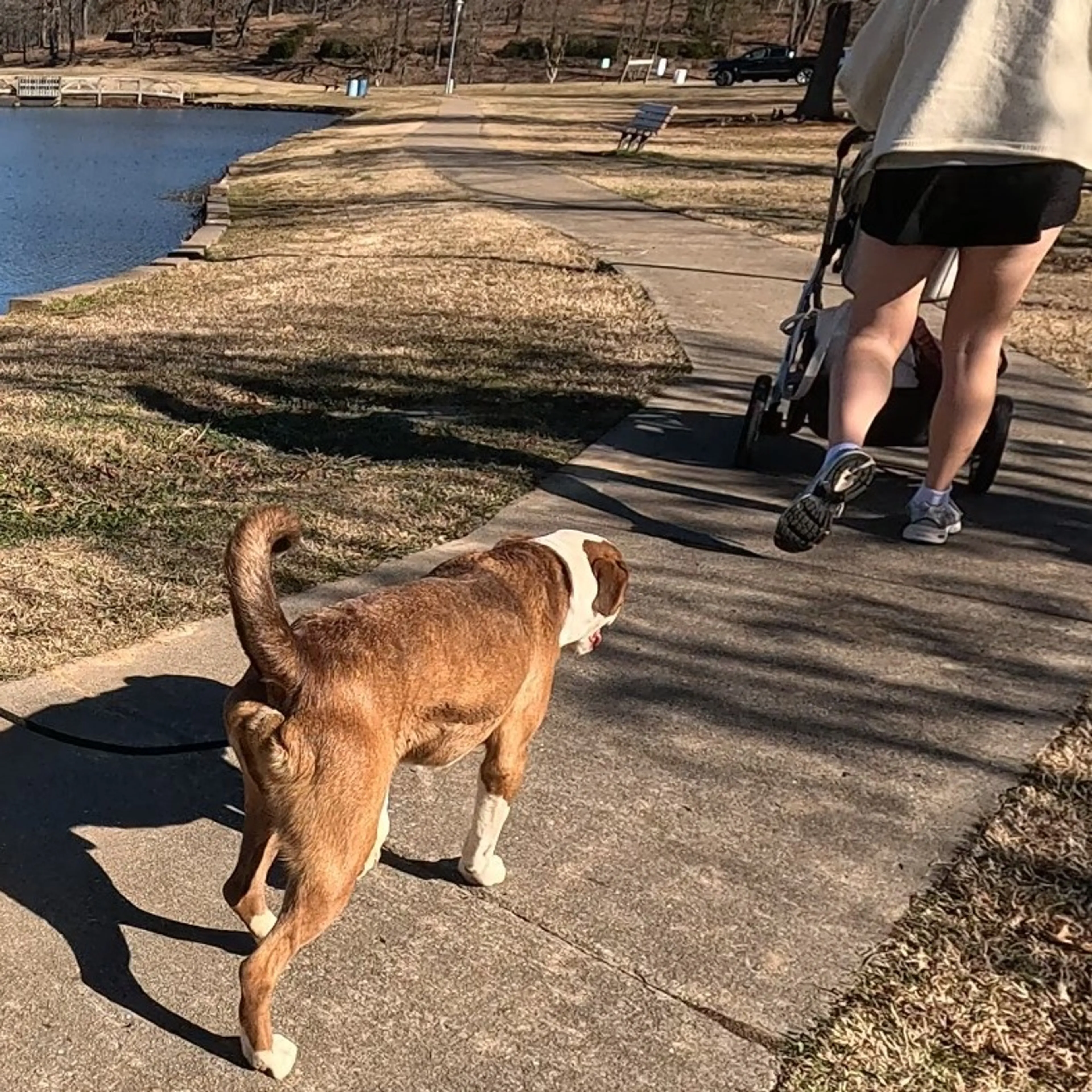 Found pet-17