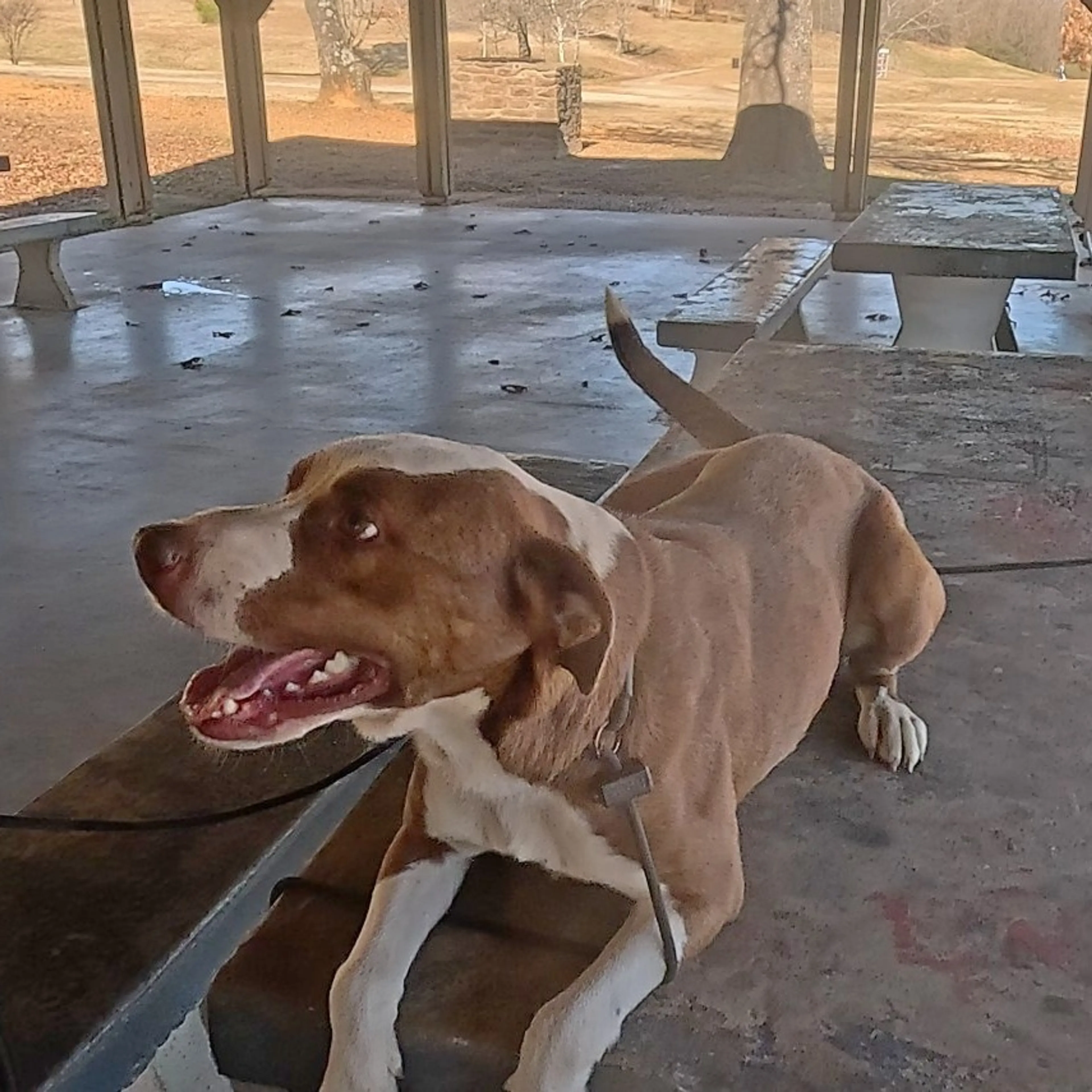 Found pet-18