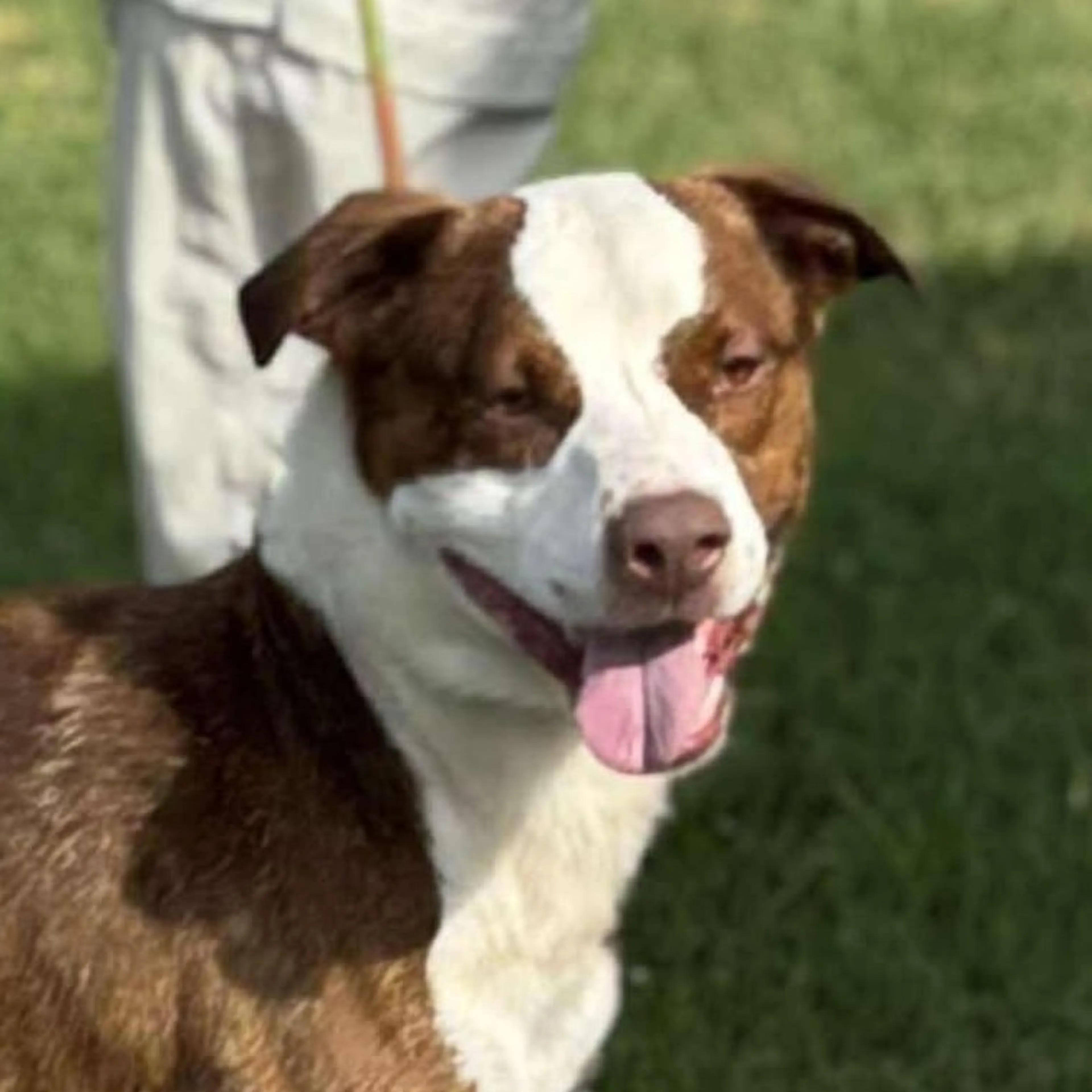Found pet-8