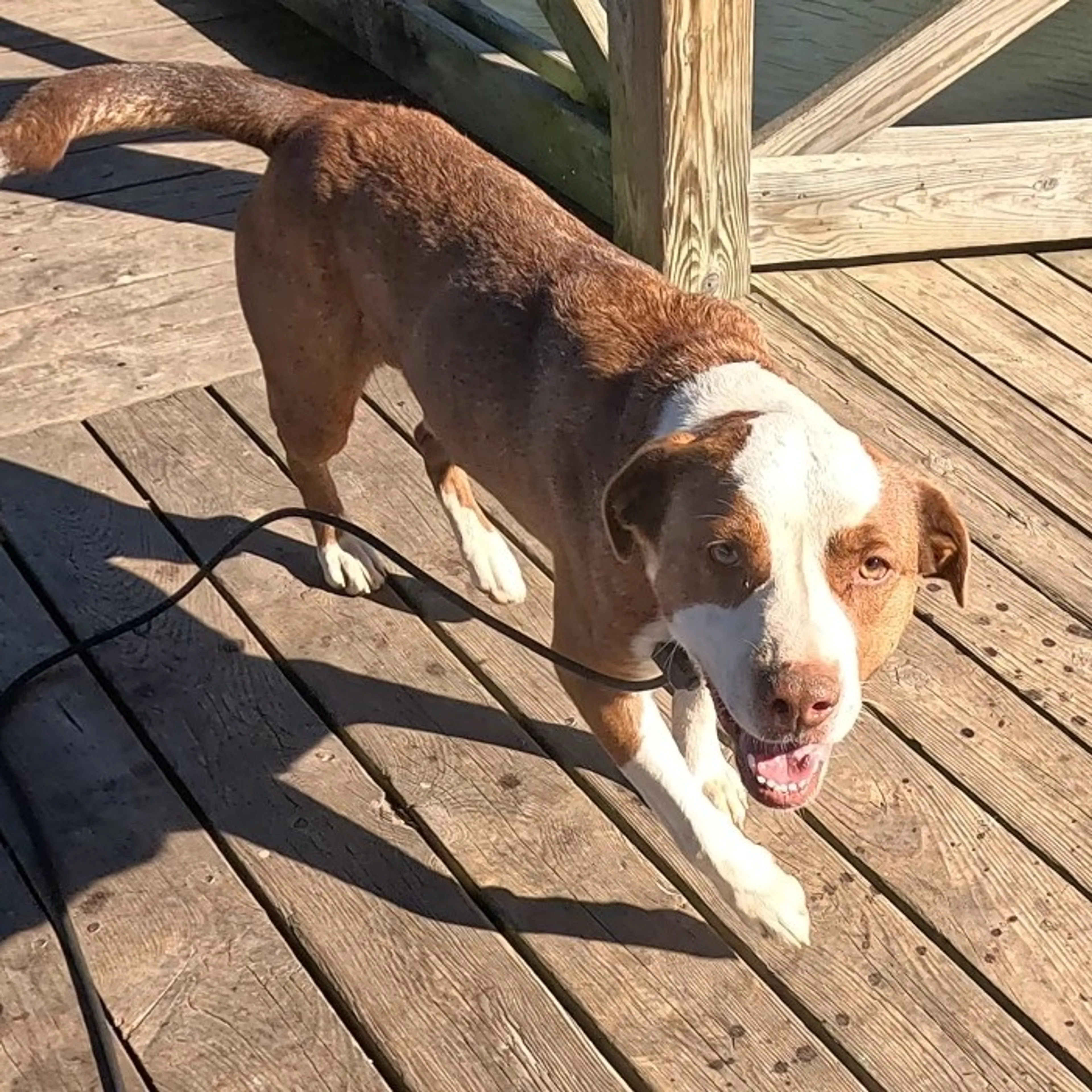 Found pet-21