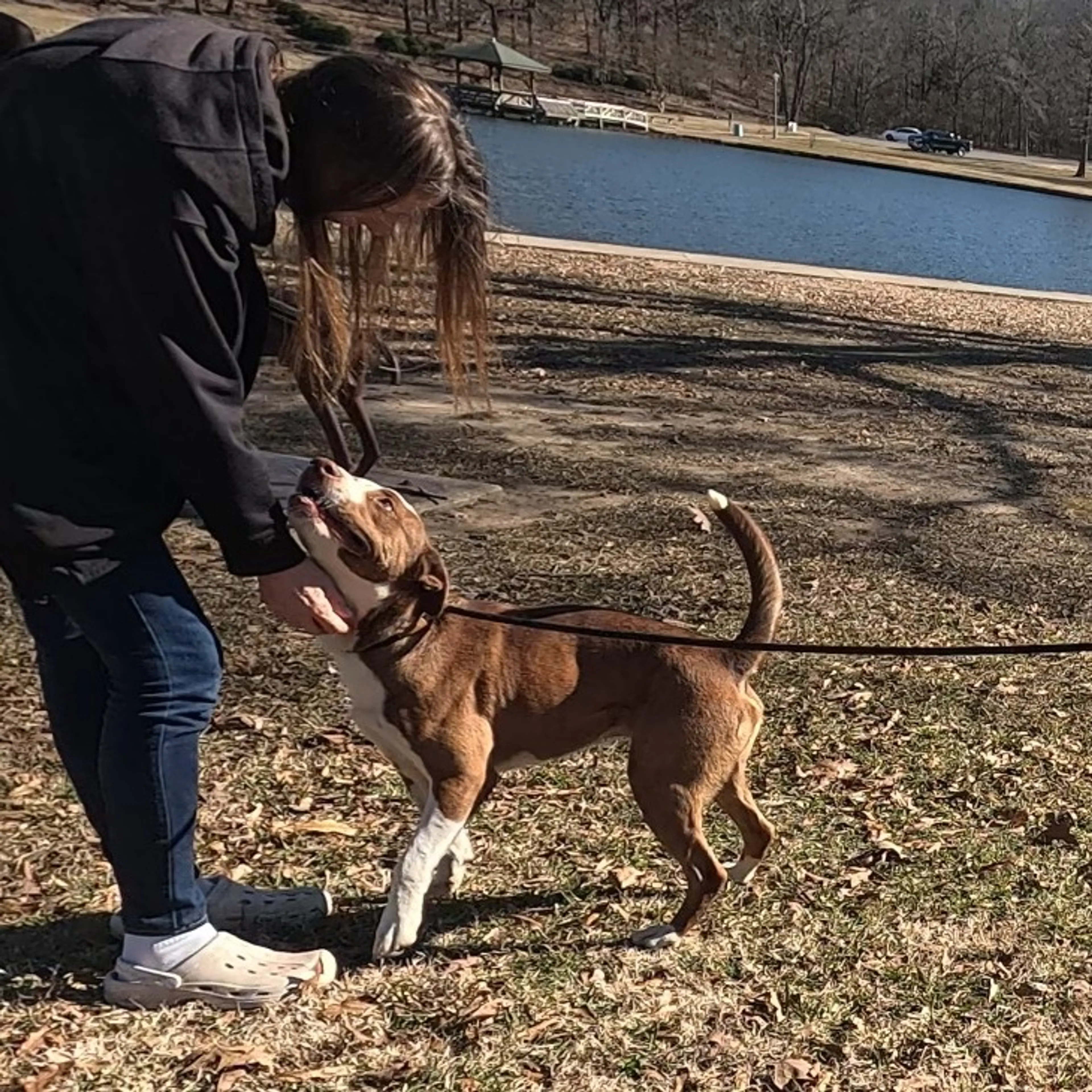 Found pet-19