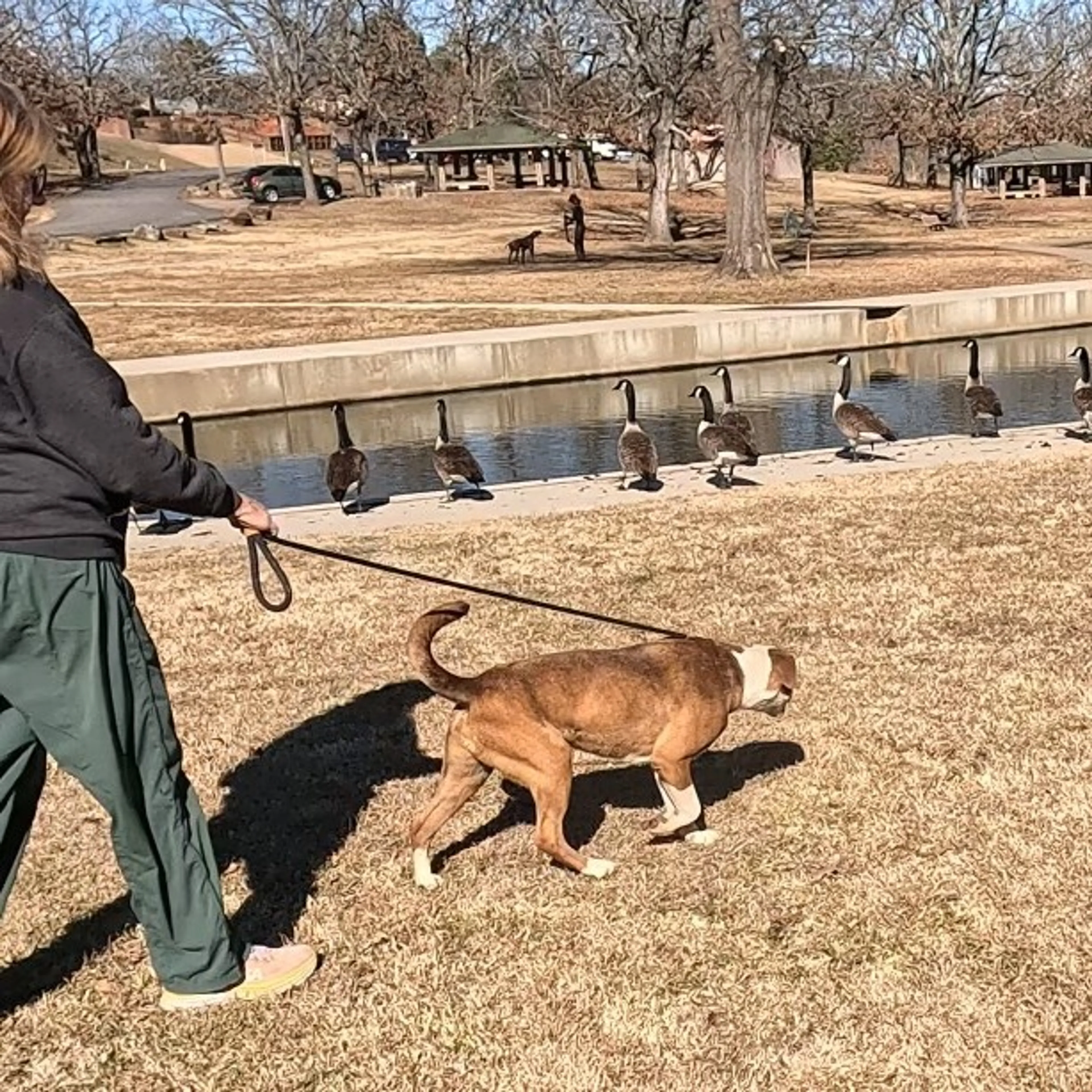Found pet-20