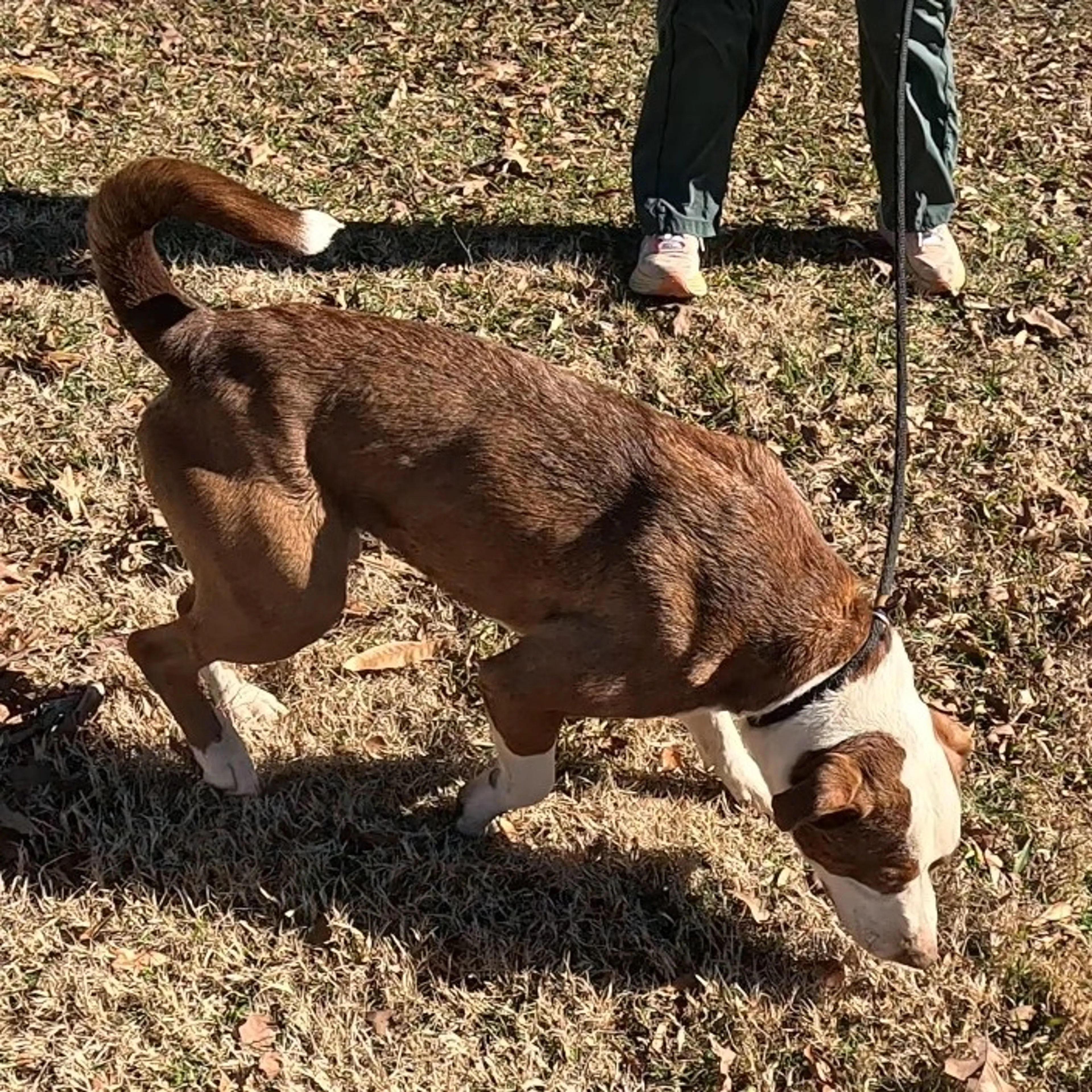 Found pet-1