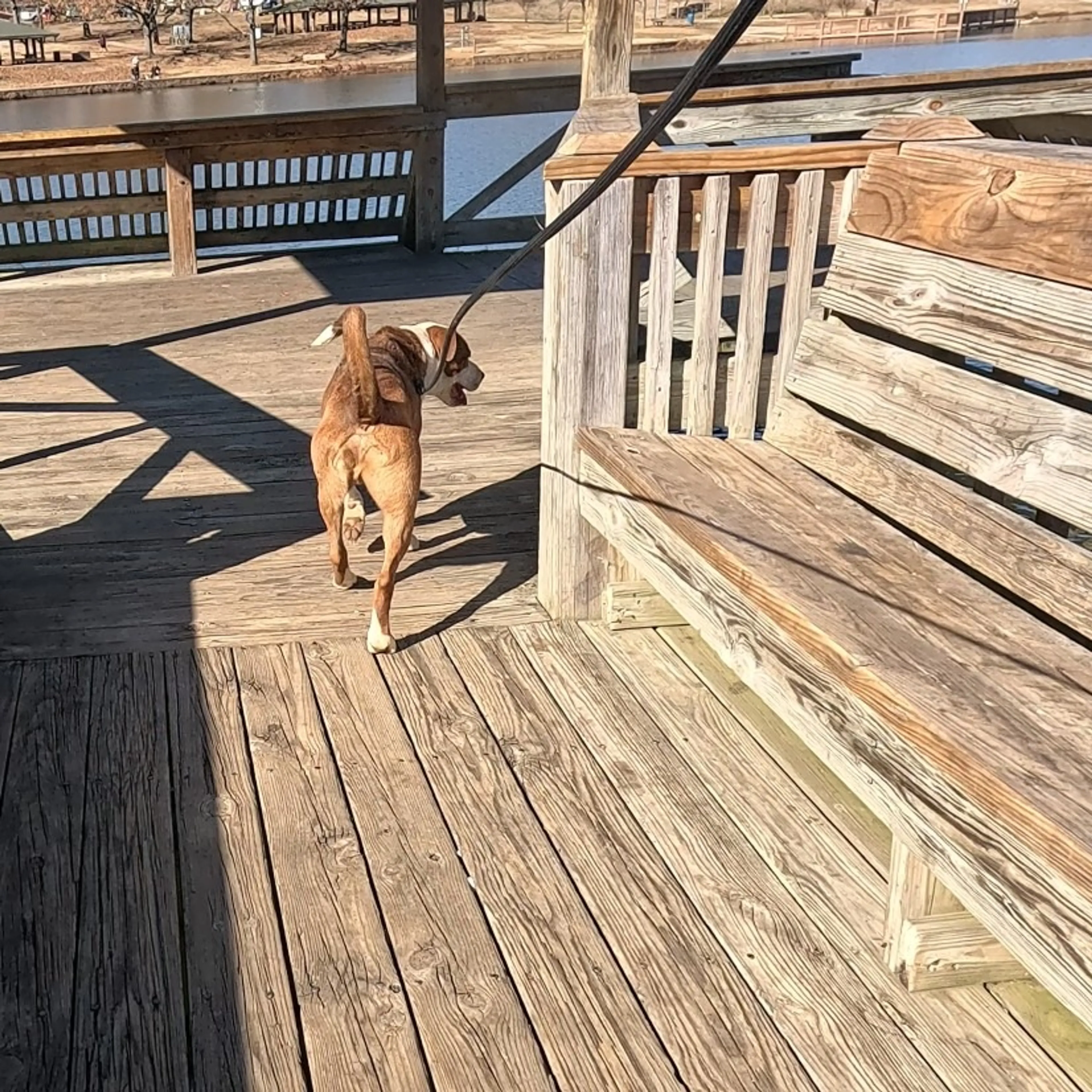 Found pet-15