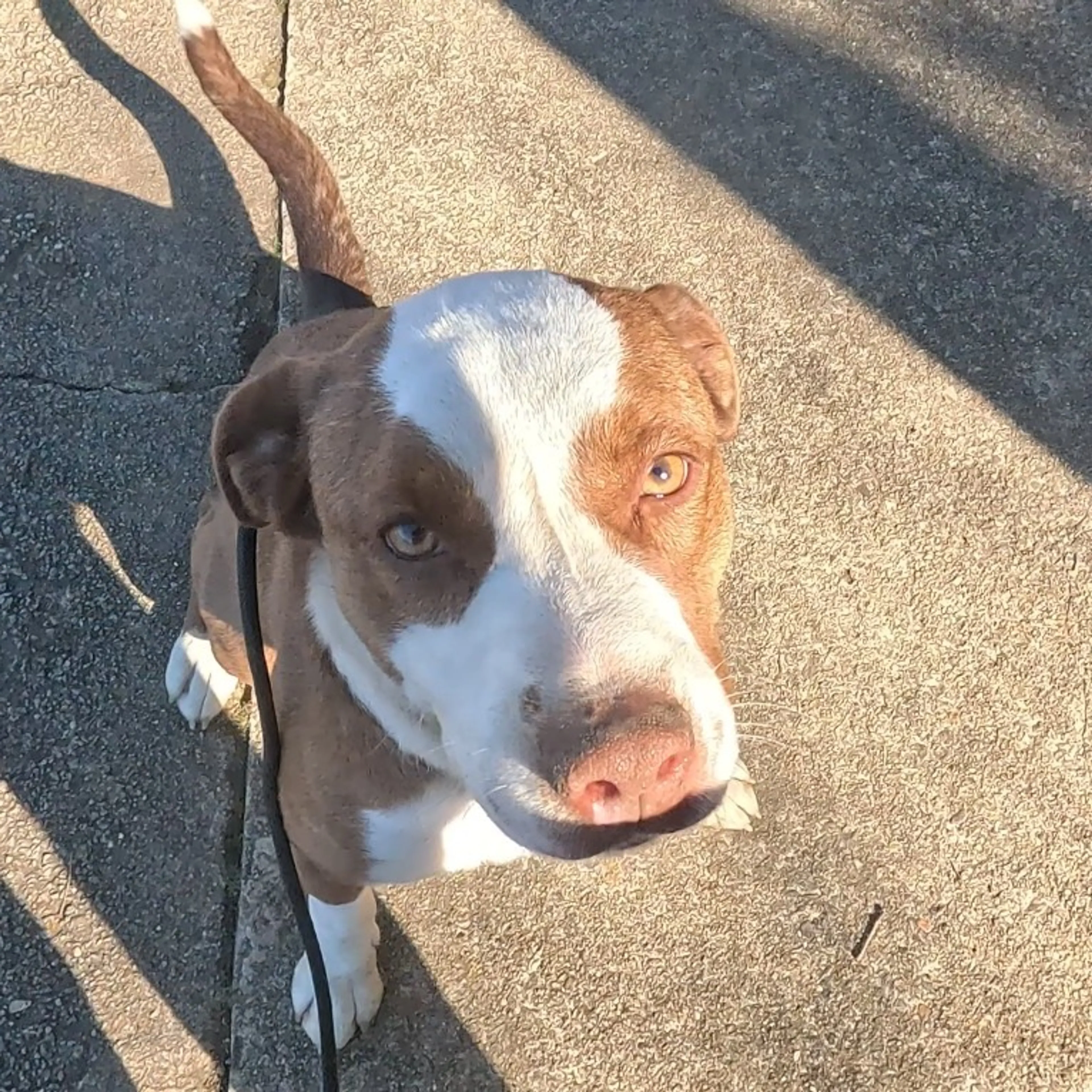 Found pet-11