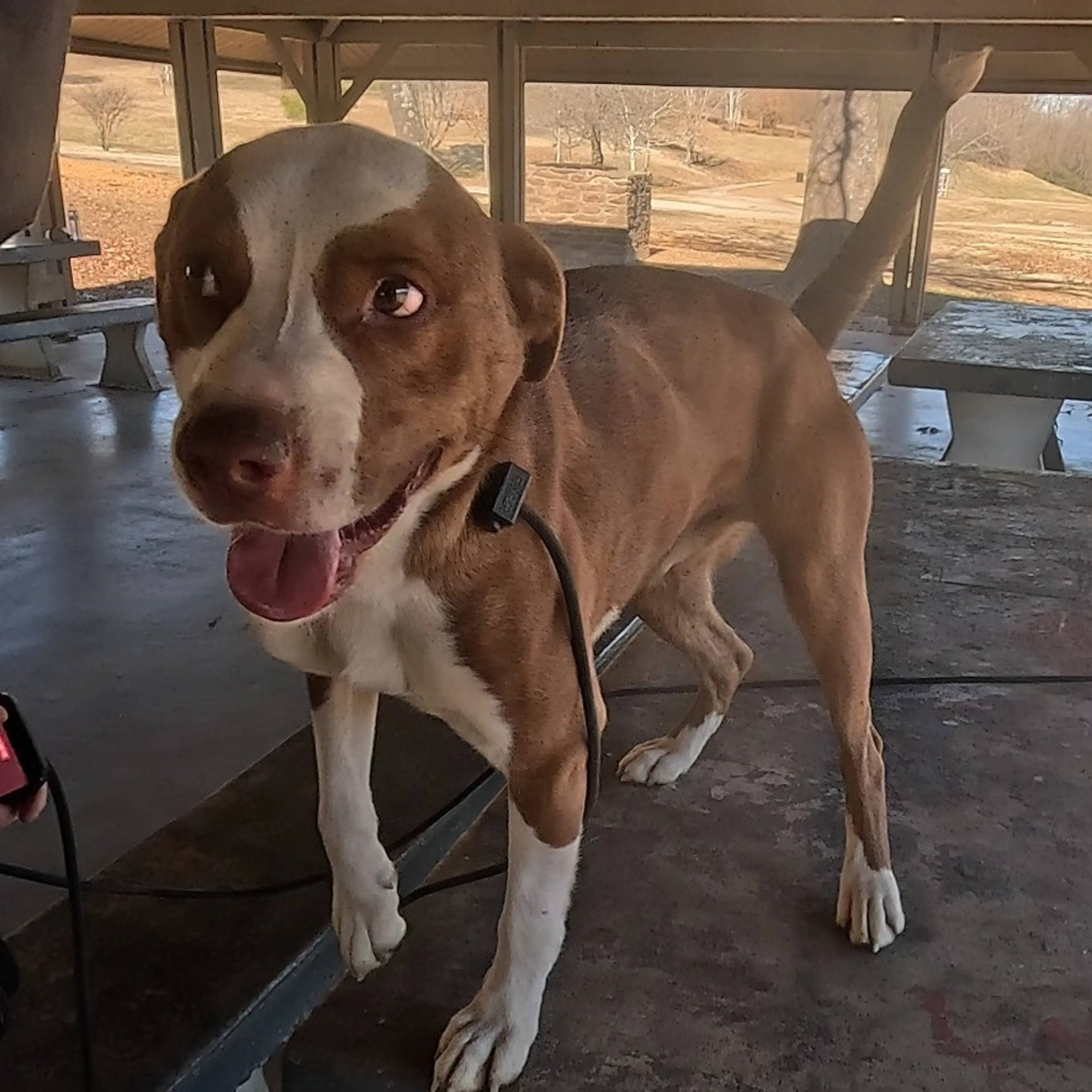 Found pet-14