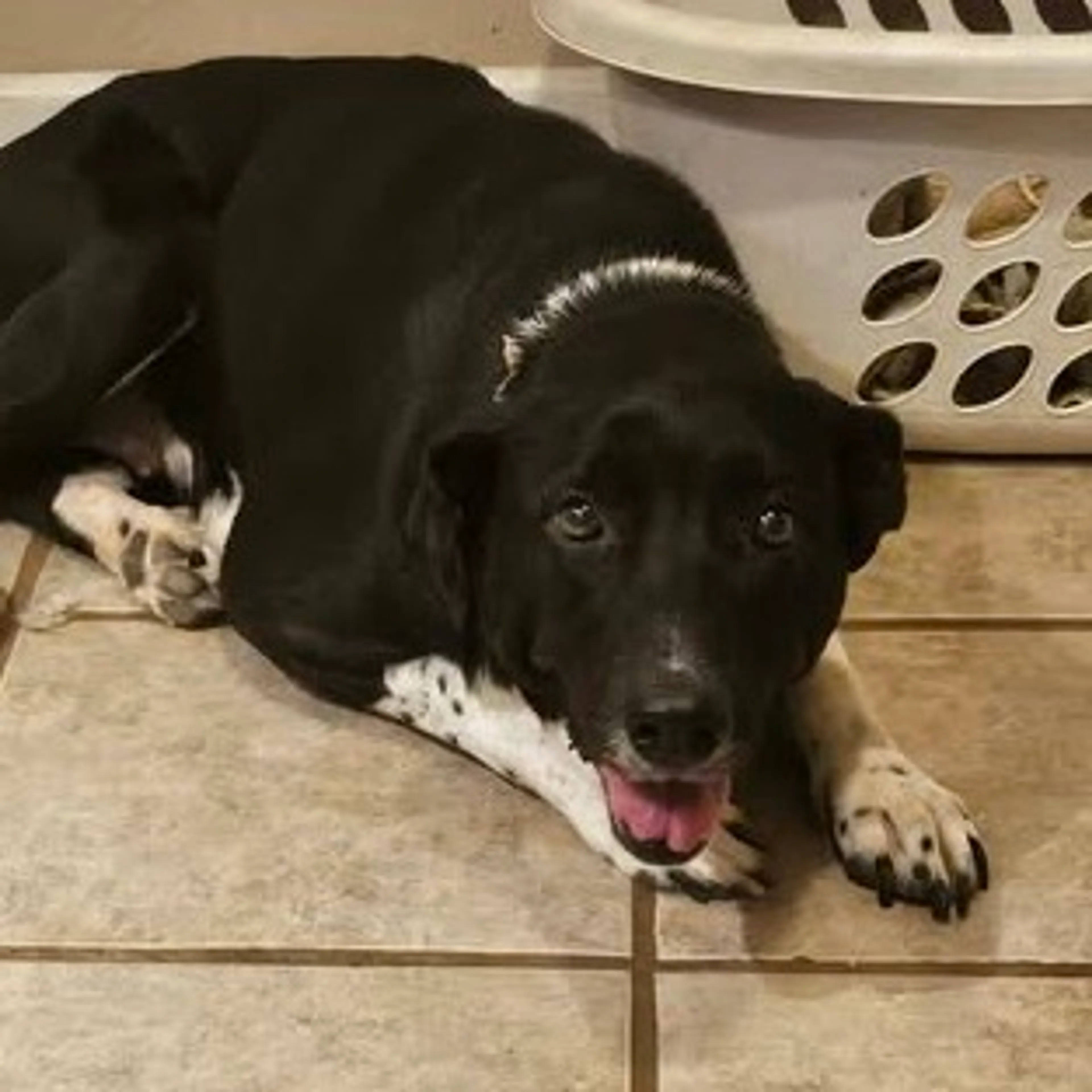 Found pet-18