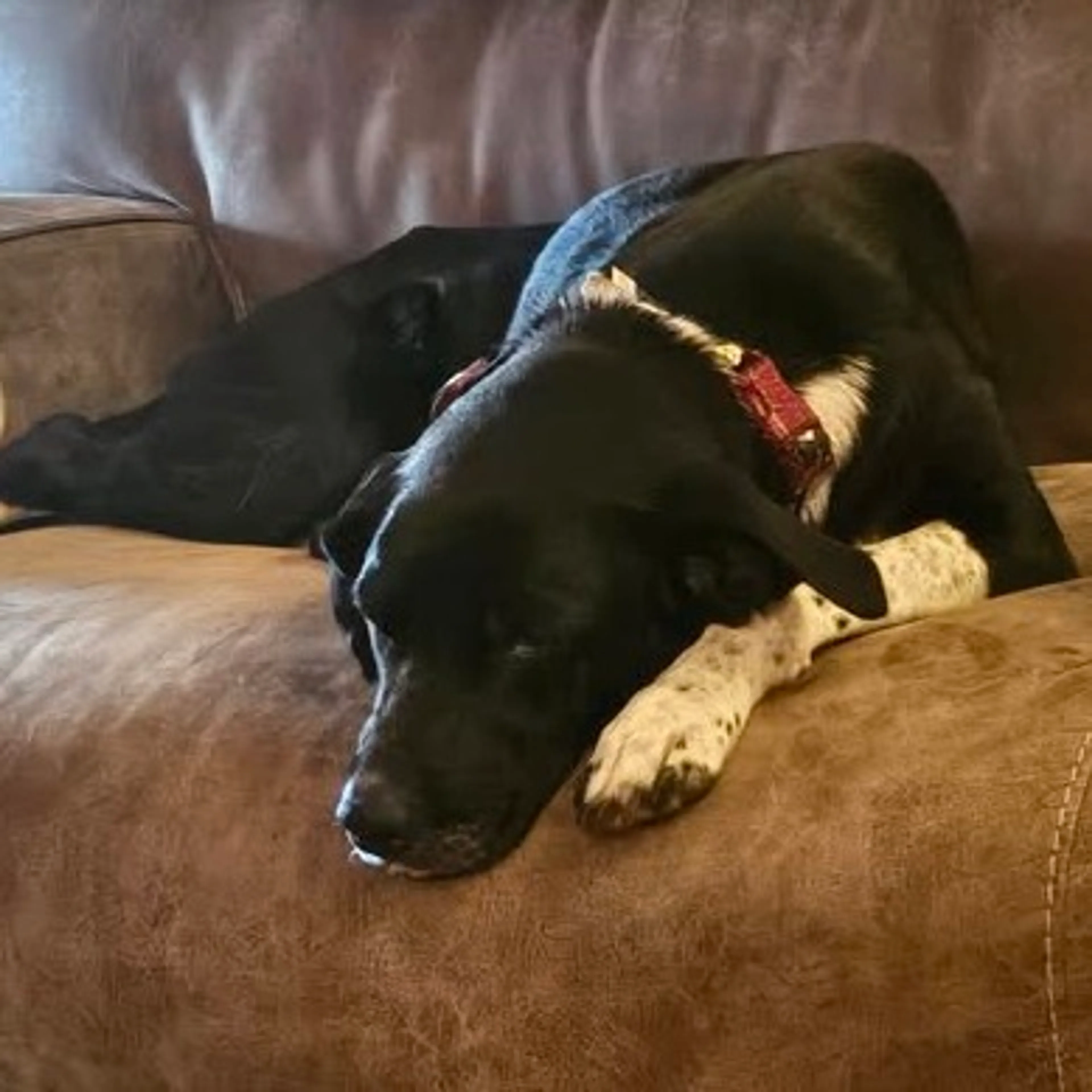 Found pet-17