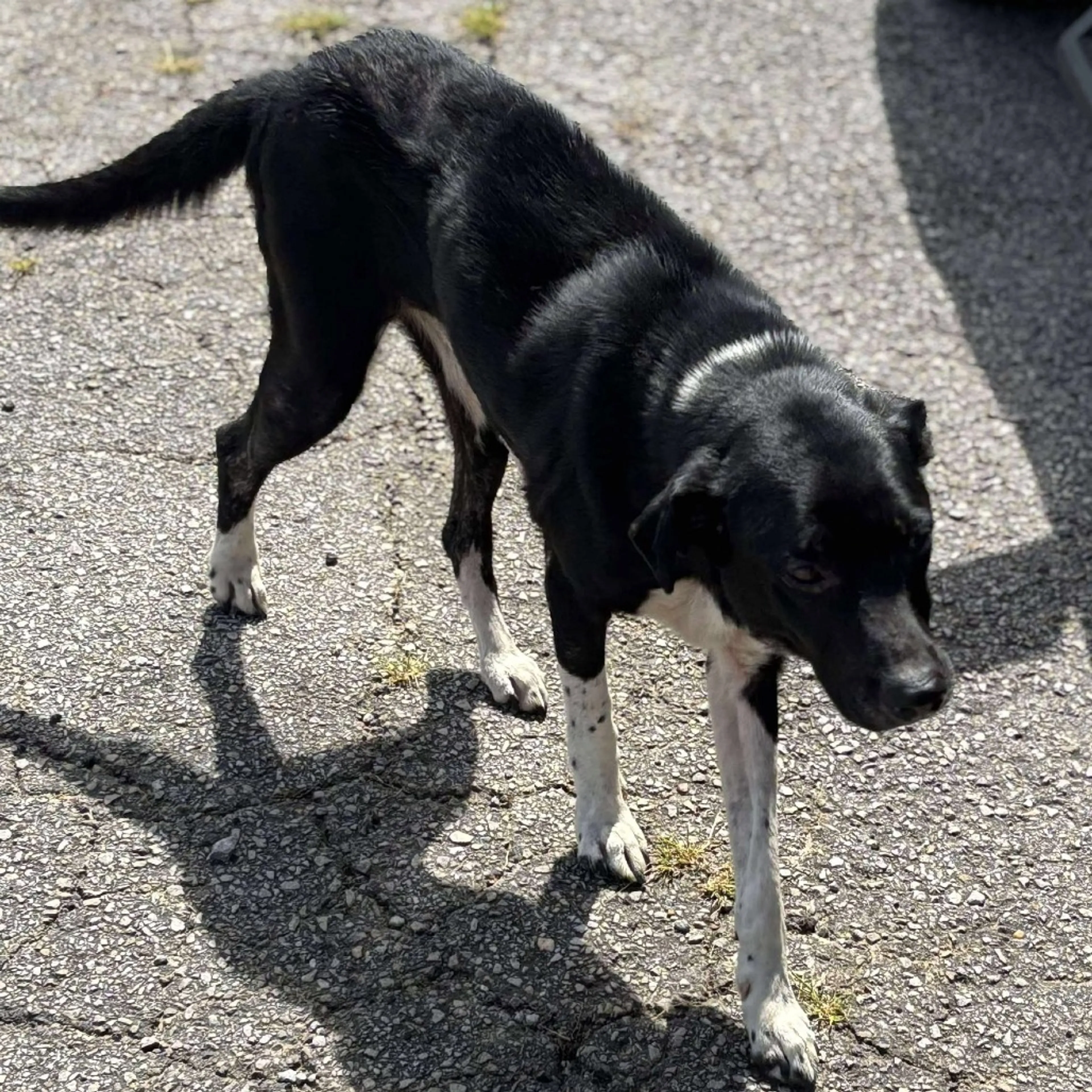 Found pet-3
